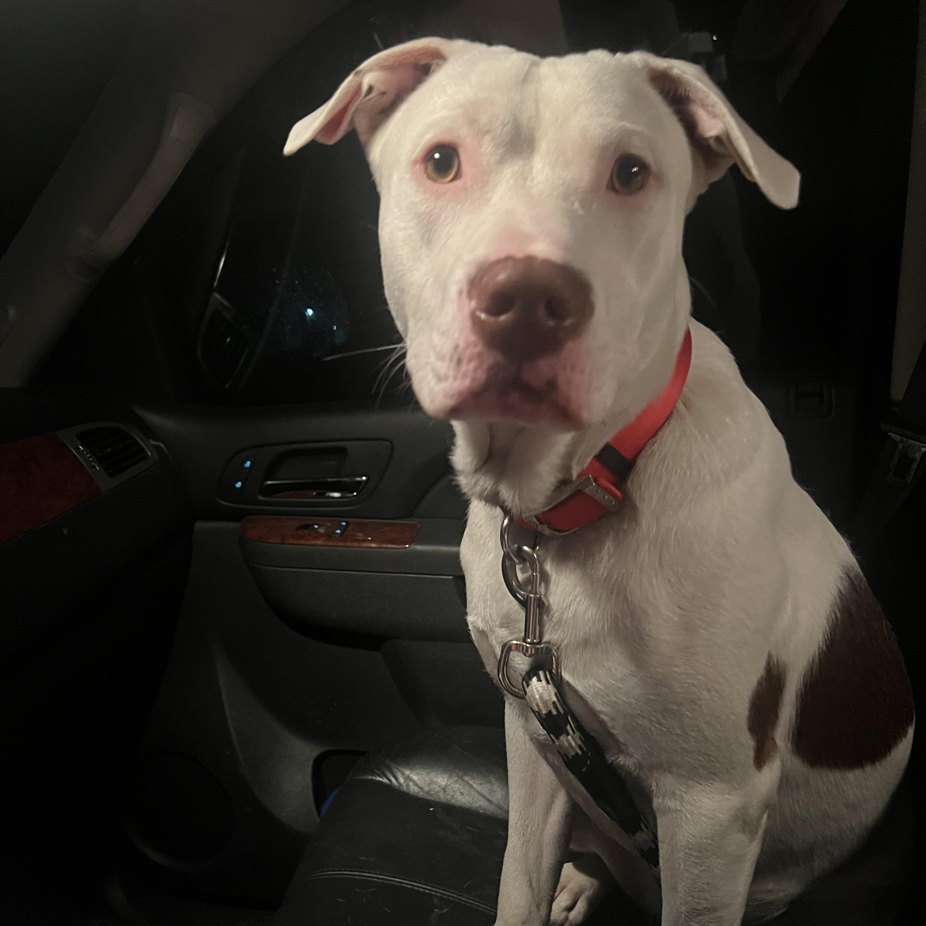 Chase/Brian, a Adoptable mixed breed in Murray, KY image 1/6