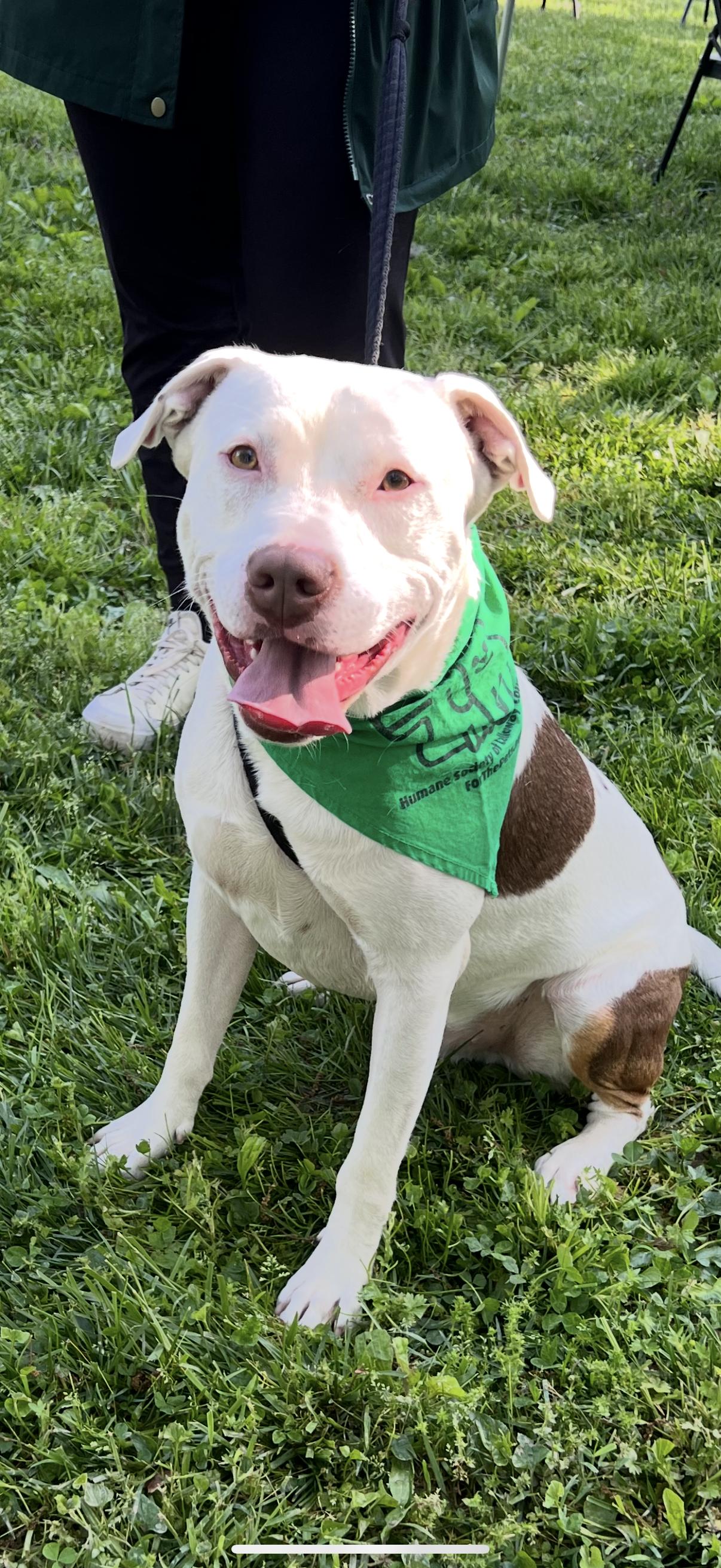 Chase, Adoptable, Young Male Pit Bull Terrier.