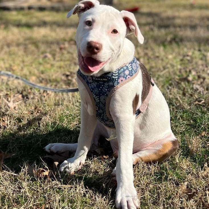 Chase/Brian, a Adoptable mixed breed in Murray, KY image 2/6