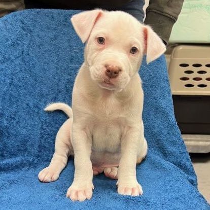 Chase/Brian, a Adoptable mixed breed in Murray, KY image 5/6