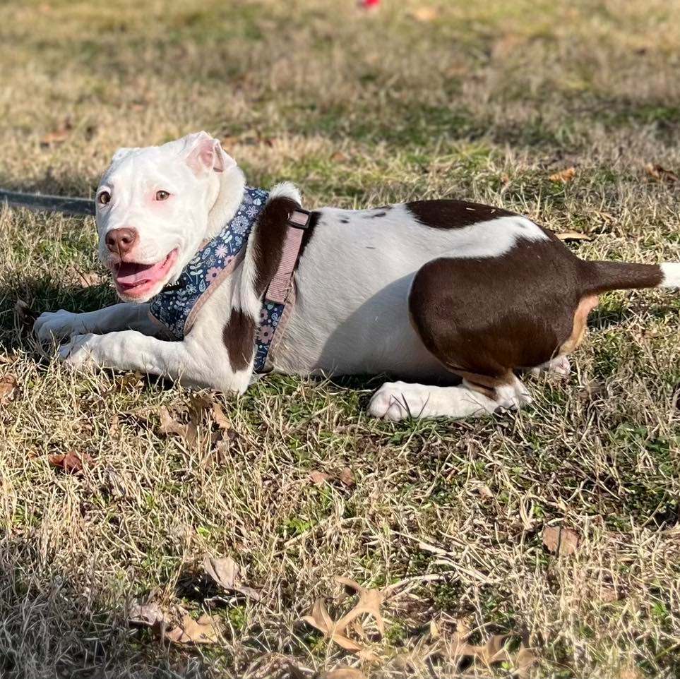 Chase/Brian, a Adoptable mixed breed in Murray, KY image 3/6