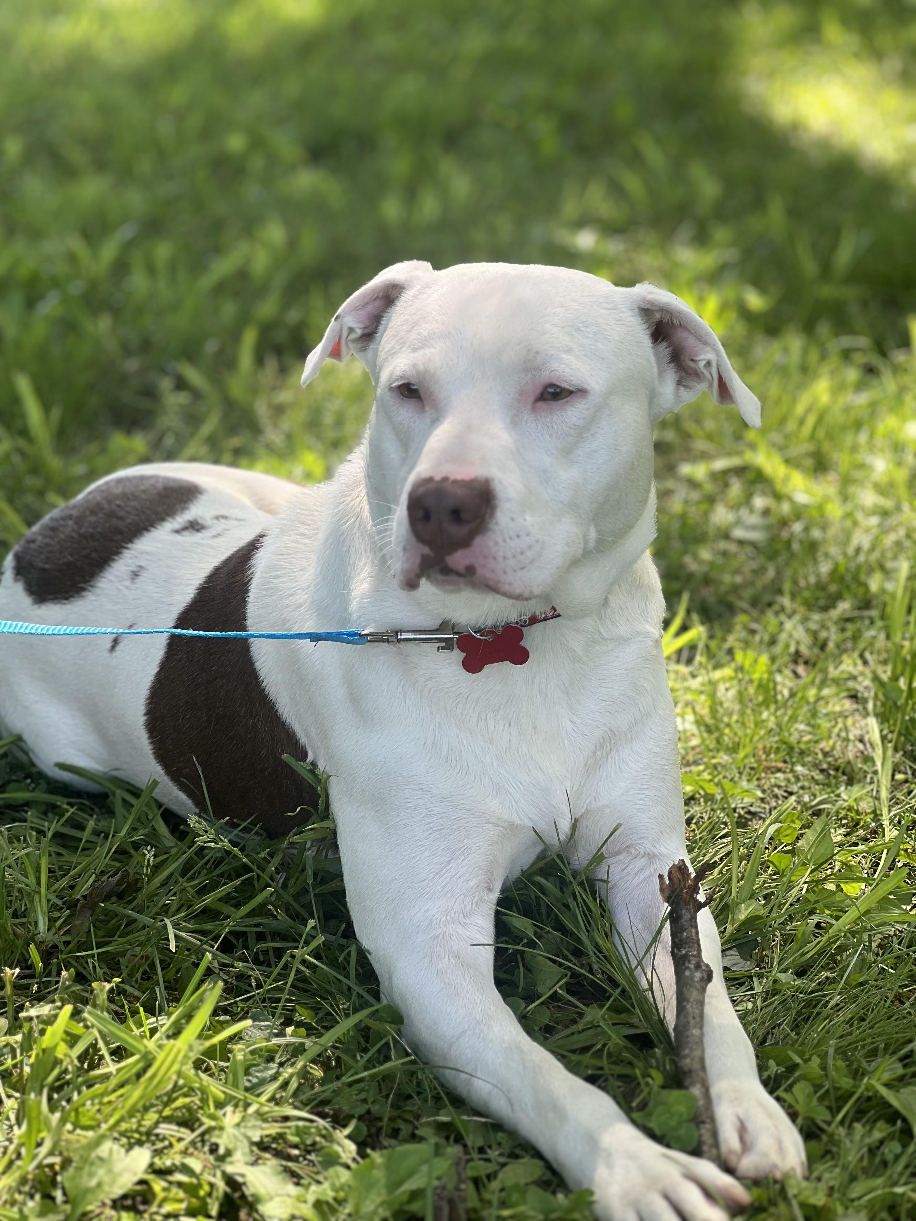 Chase, a Adoptable mixed breed in Murray, KY image 4/6