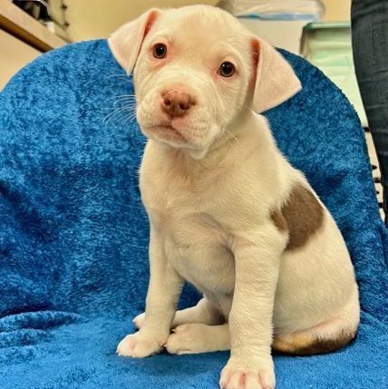 Chase/Brian, a Adoptable mixed breed in Murray, KY image 6/6