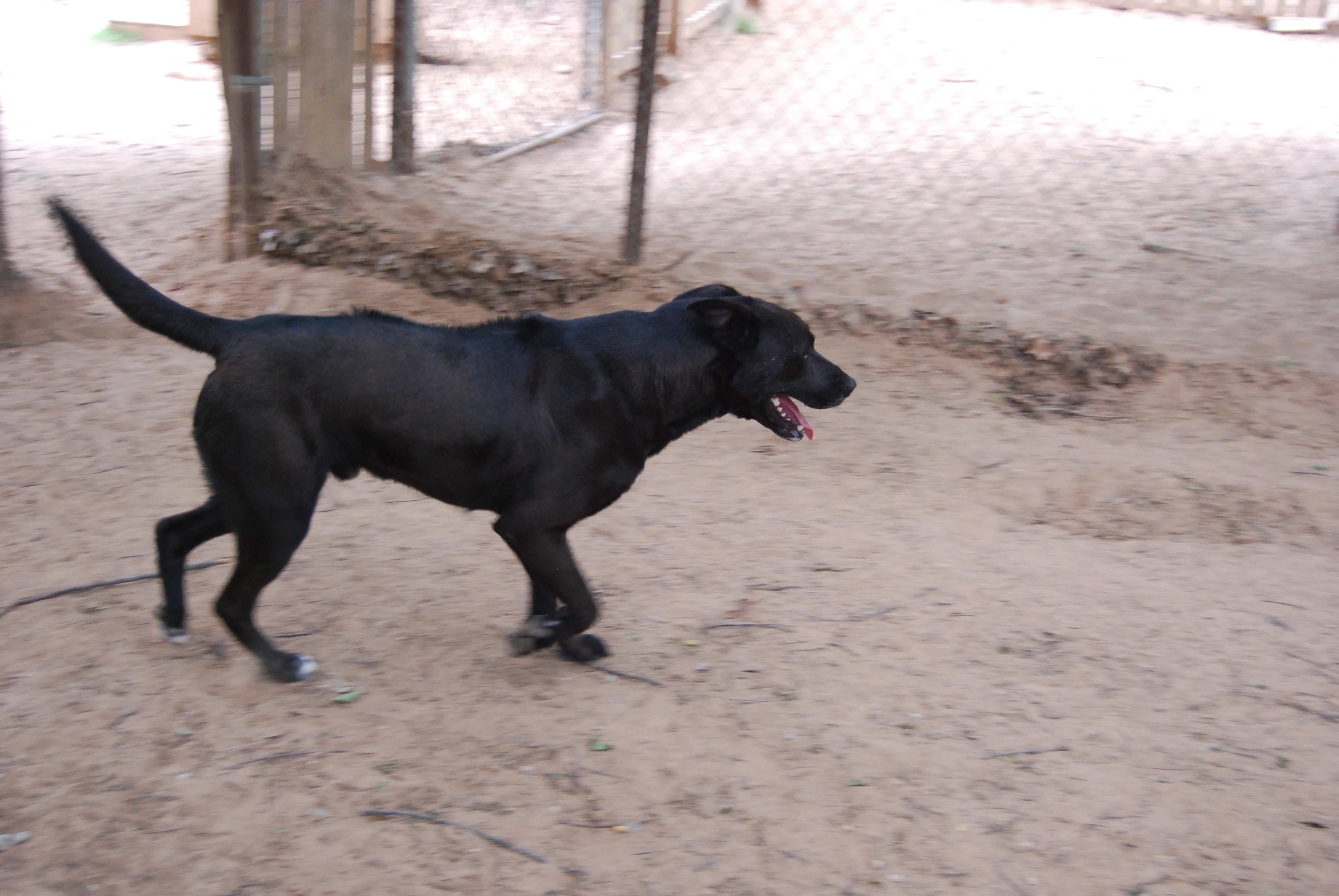 Ralph, Adult Male Labrador Retriever