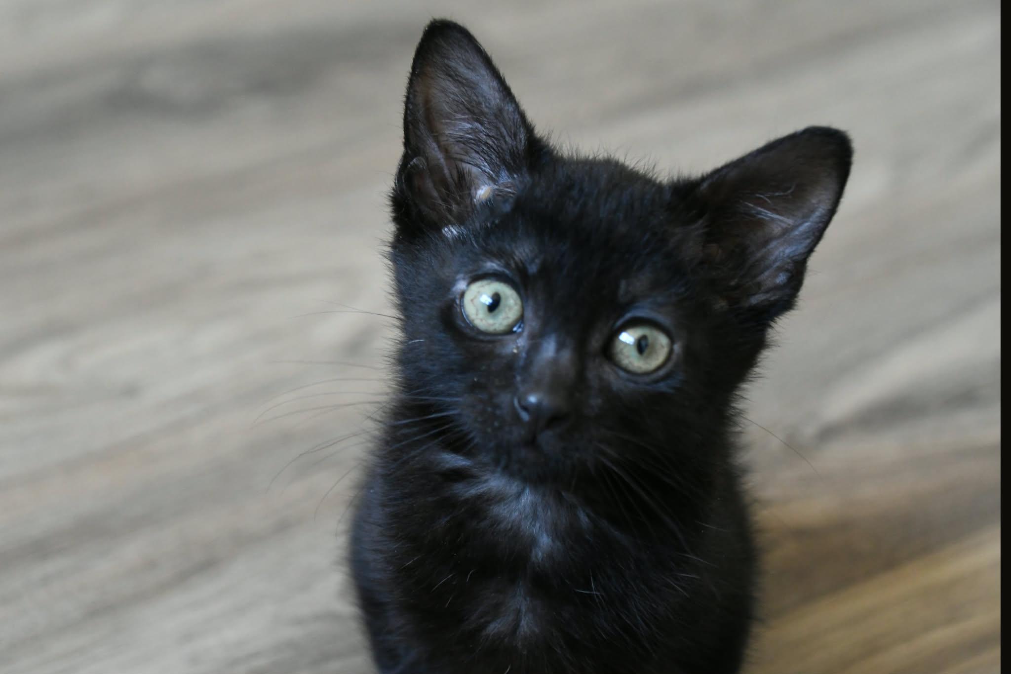 Gunner, ADOPTABLE, Kitten Male American Shorthair.
