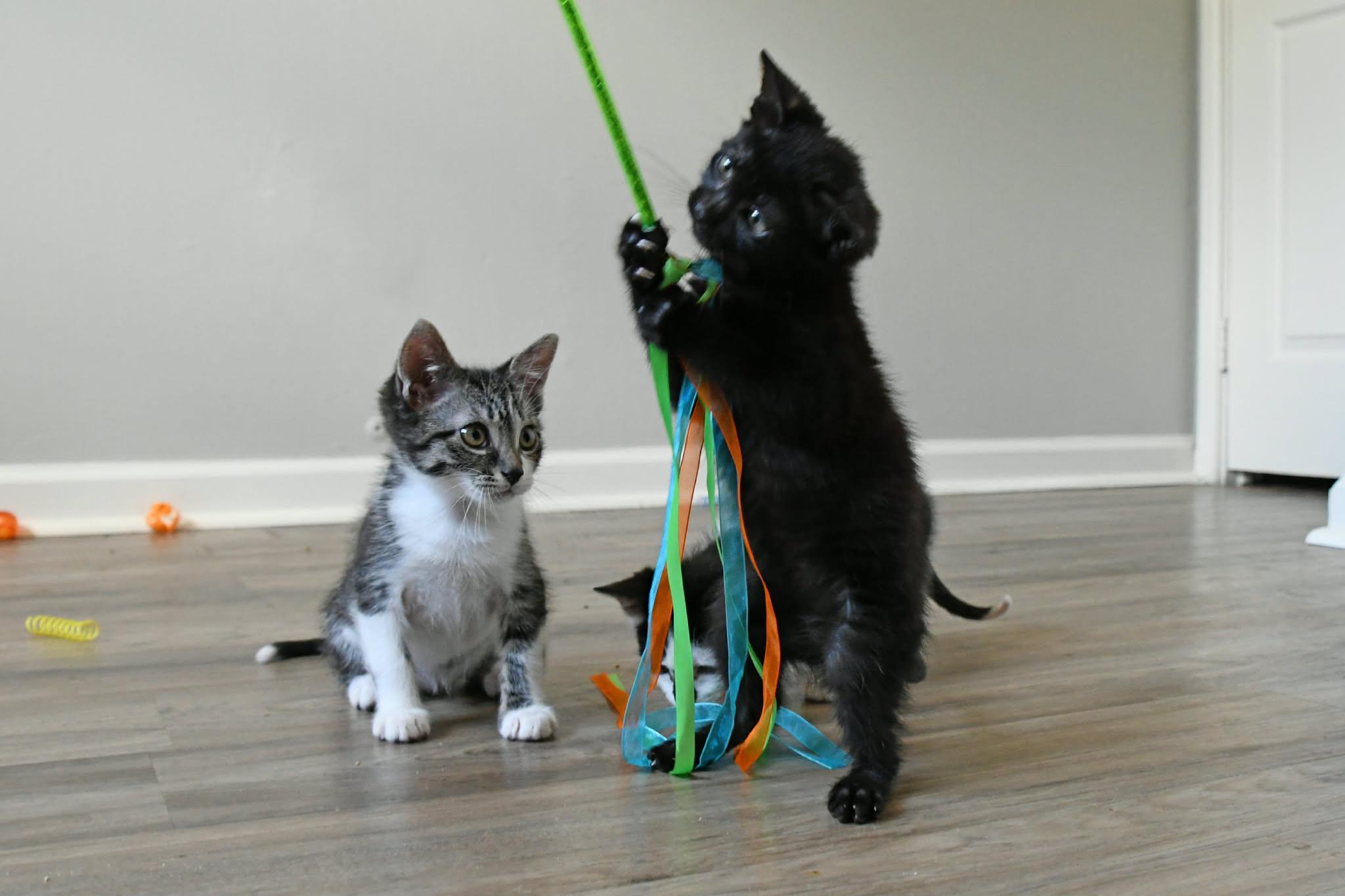 Gunner, a ADOPTABLE American Shorthair in Johnstown, NY image 5/6