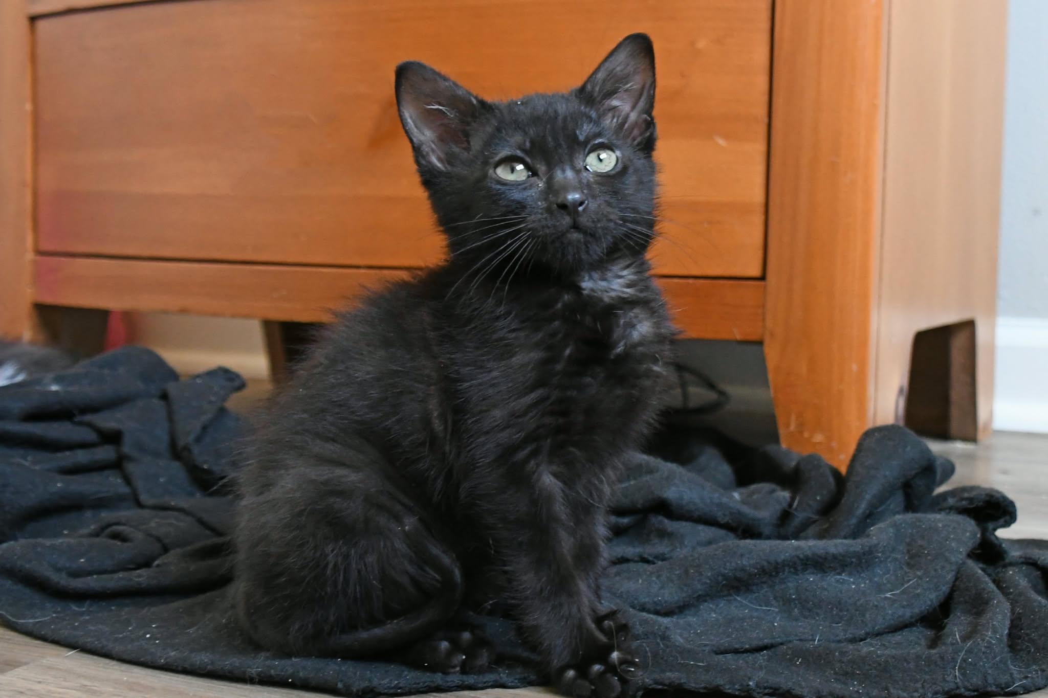 Gunner, a ADOPTABLE American Shorthair in Johnstown, NY image 2/6