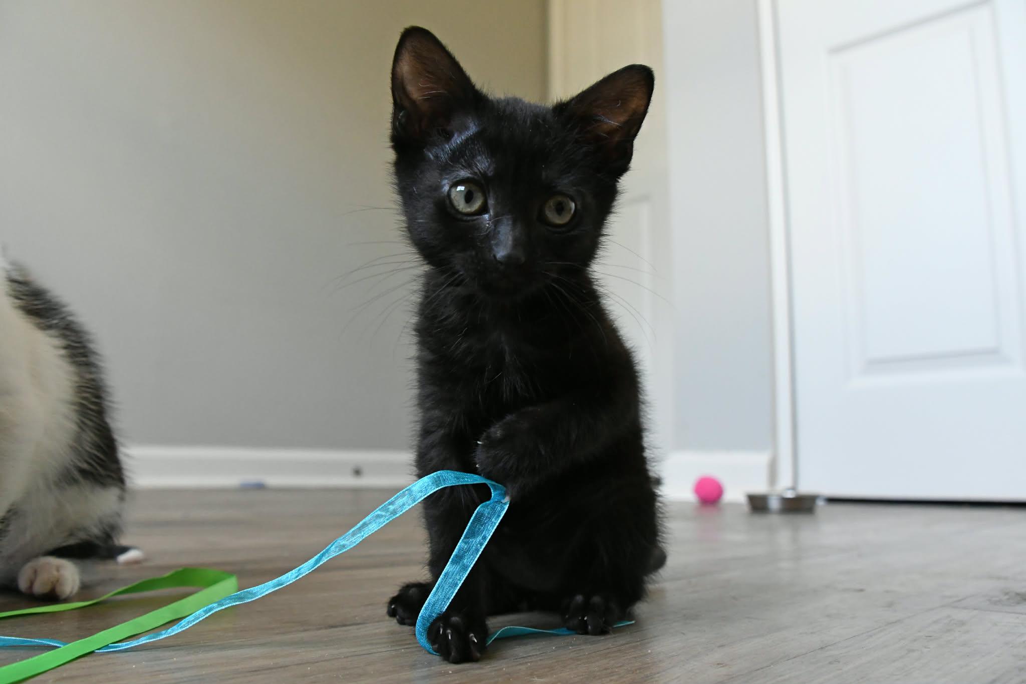 Gunner, a ADOPTABLE American Shorthair in Johnstown, NY image 4/6