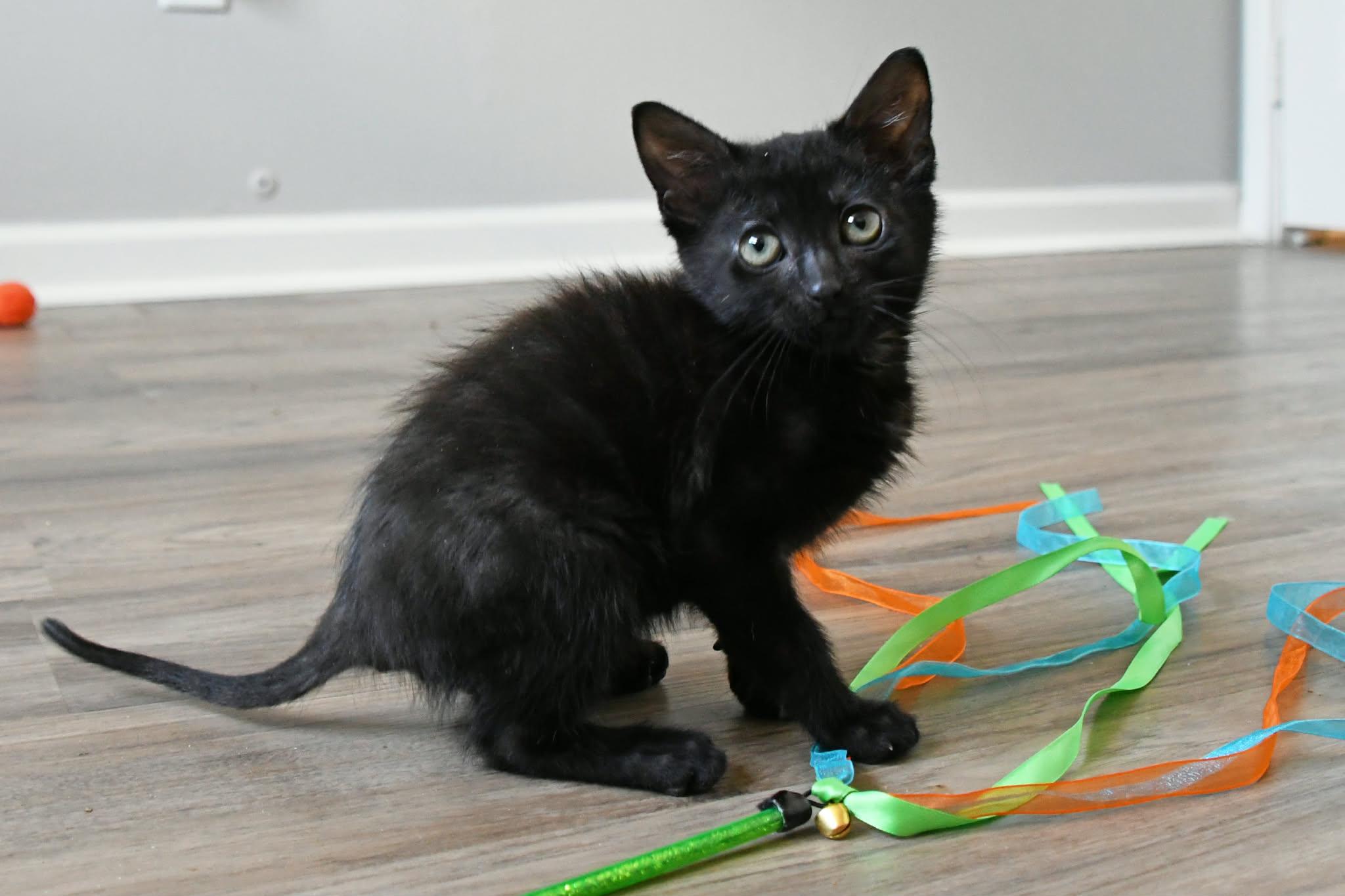Gunner, a ADOPTABLE American Shorthair in Johnstown, NY image 6/6