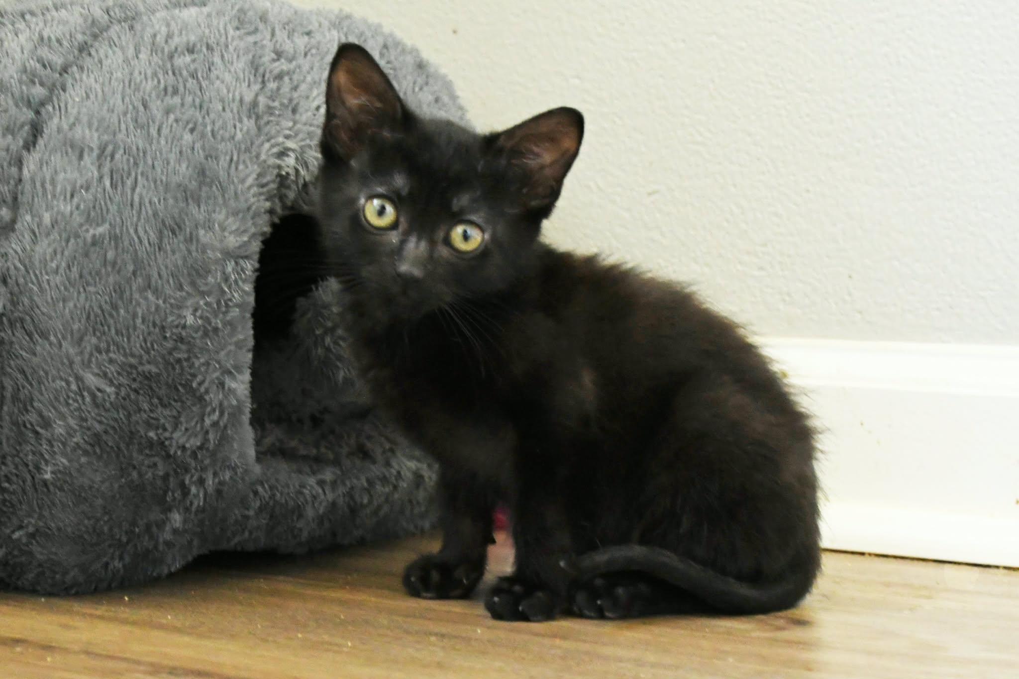 Gunner, a ADOPTABLE American Shorthair in Johnstown, NY image 3/6
