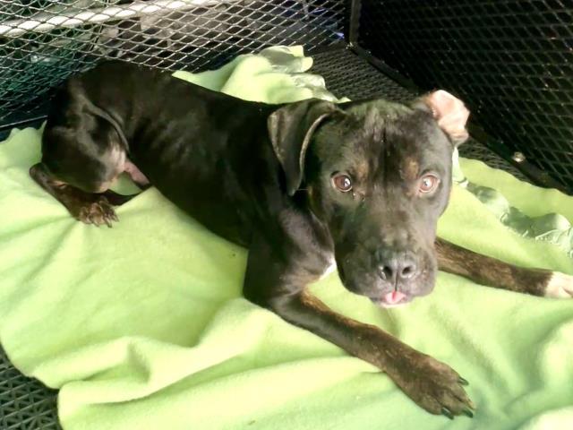 BOY, Adoptable, Adult Male Pit Bull Terrier.