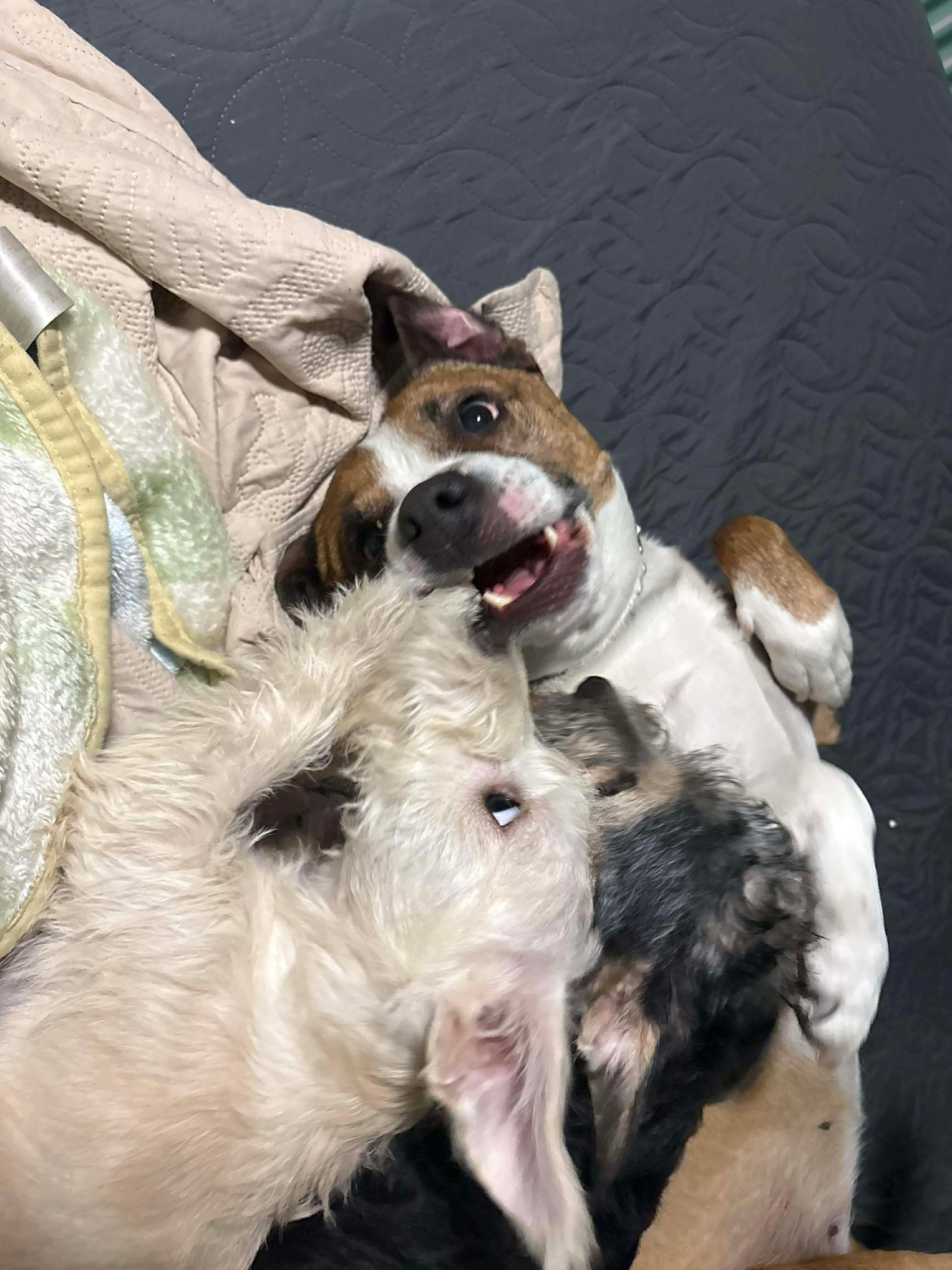 Suzie , a Adoptable mixed breed in Humble, TX image 6/6