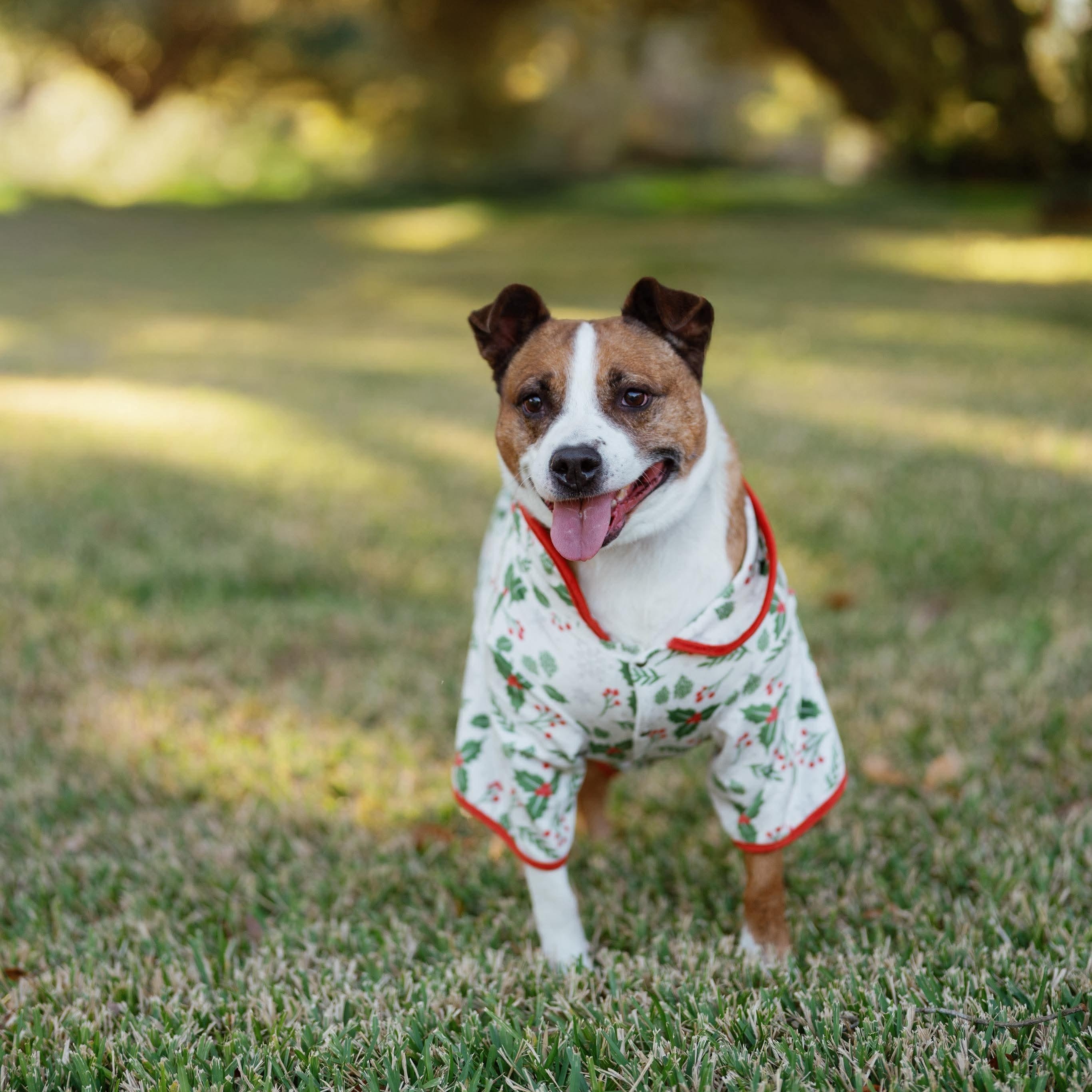 Suzie , Adoptable, Adult Female Black Mouth Cur & Boxer.