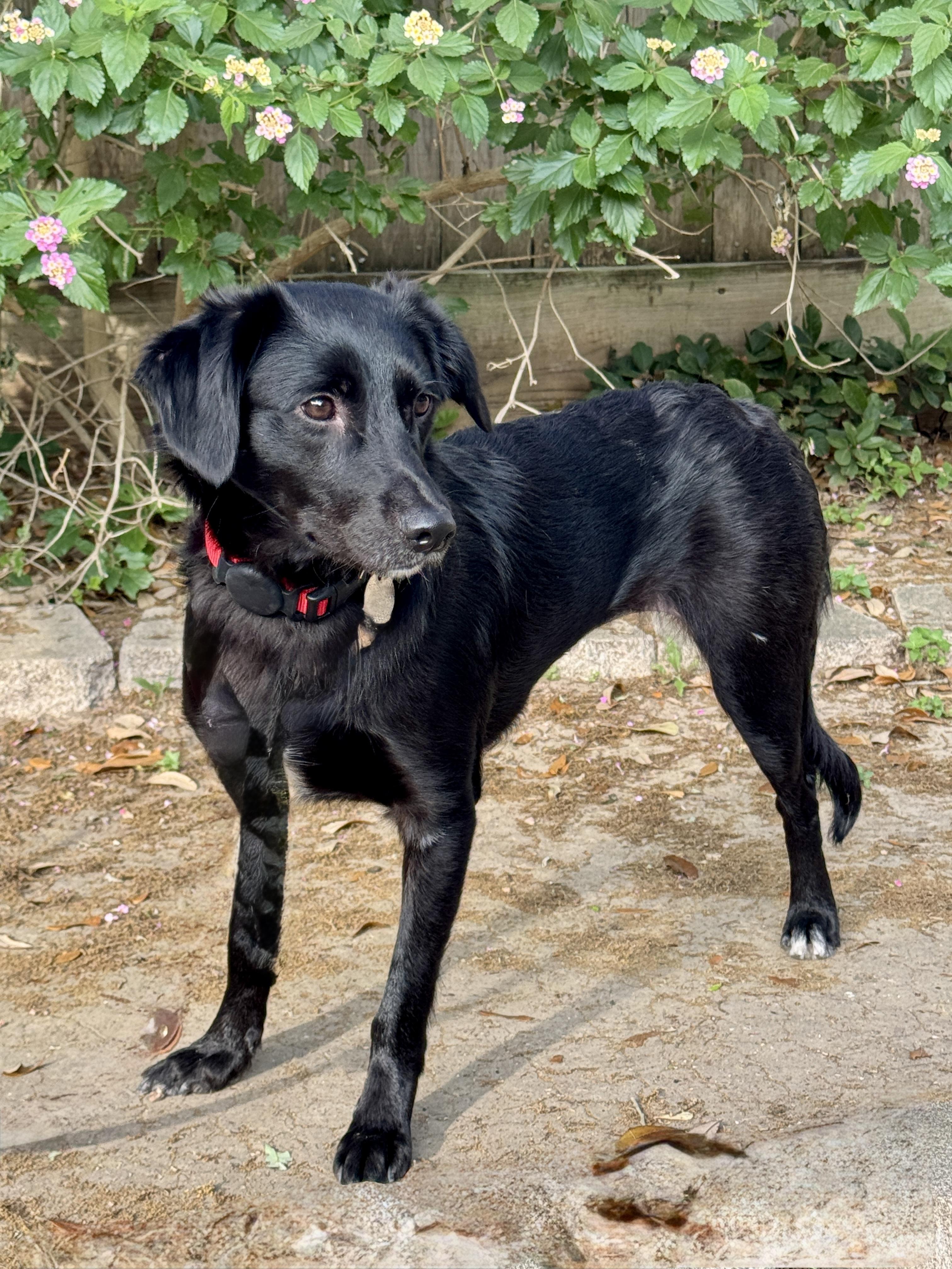 Enlarge Romie, a ADOPTABLE mixed breed in Houston, TX image 2/5