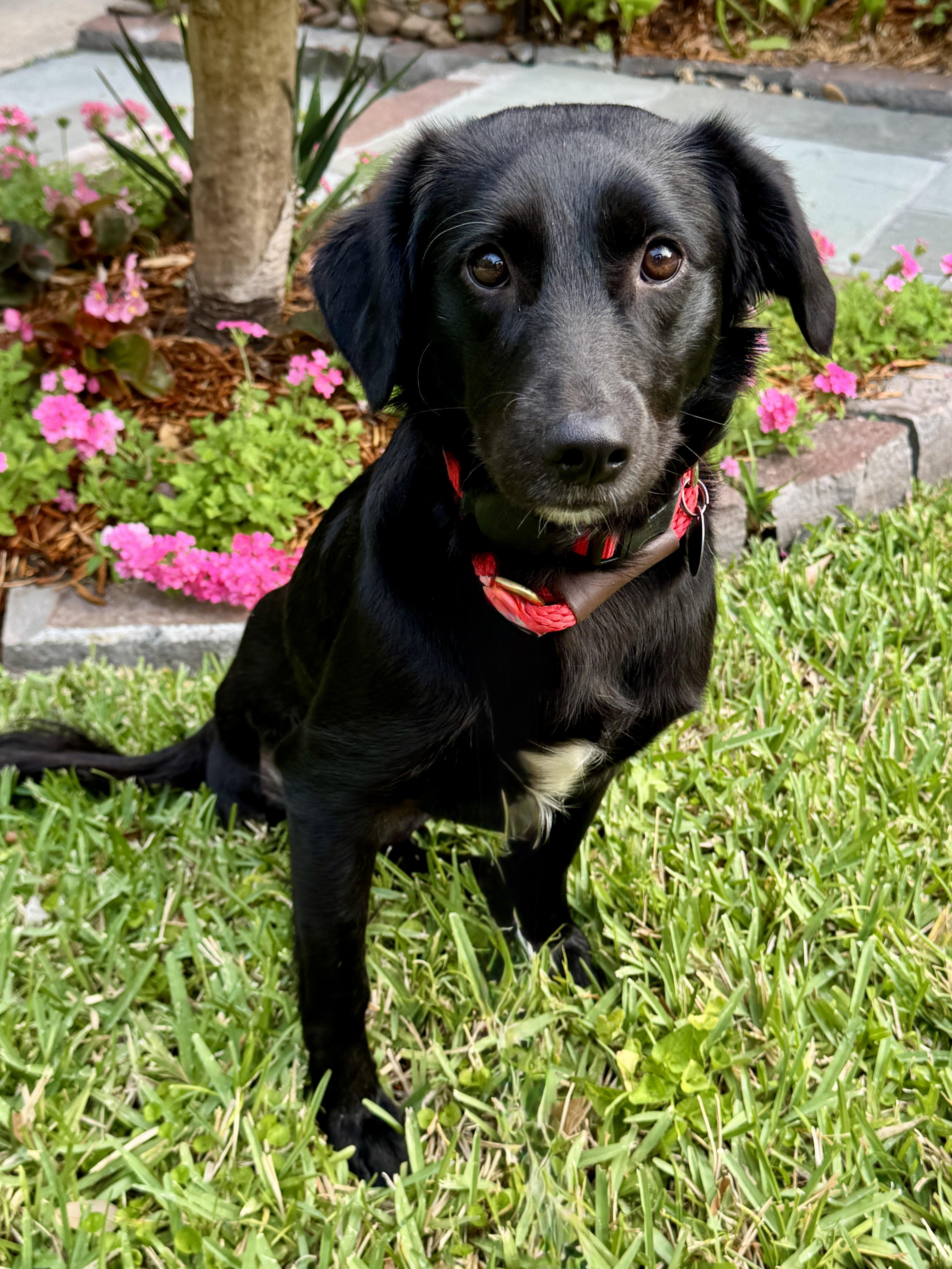 Romie, ADOPTABLE, Young Female Flat-Coated Retriever.