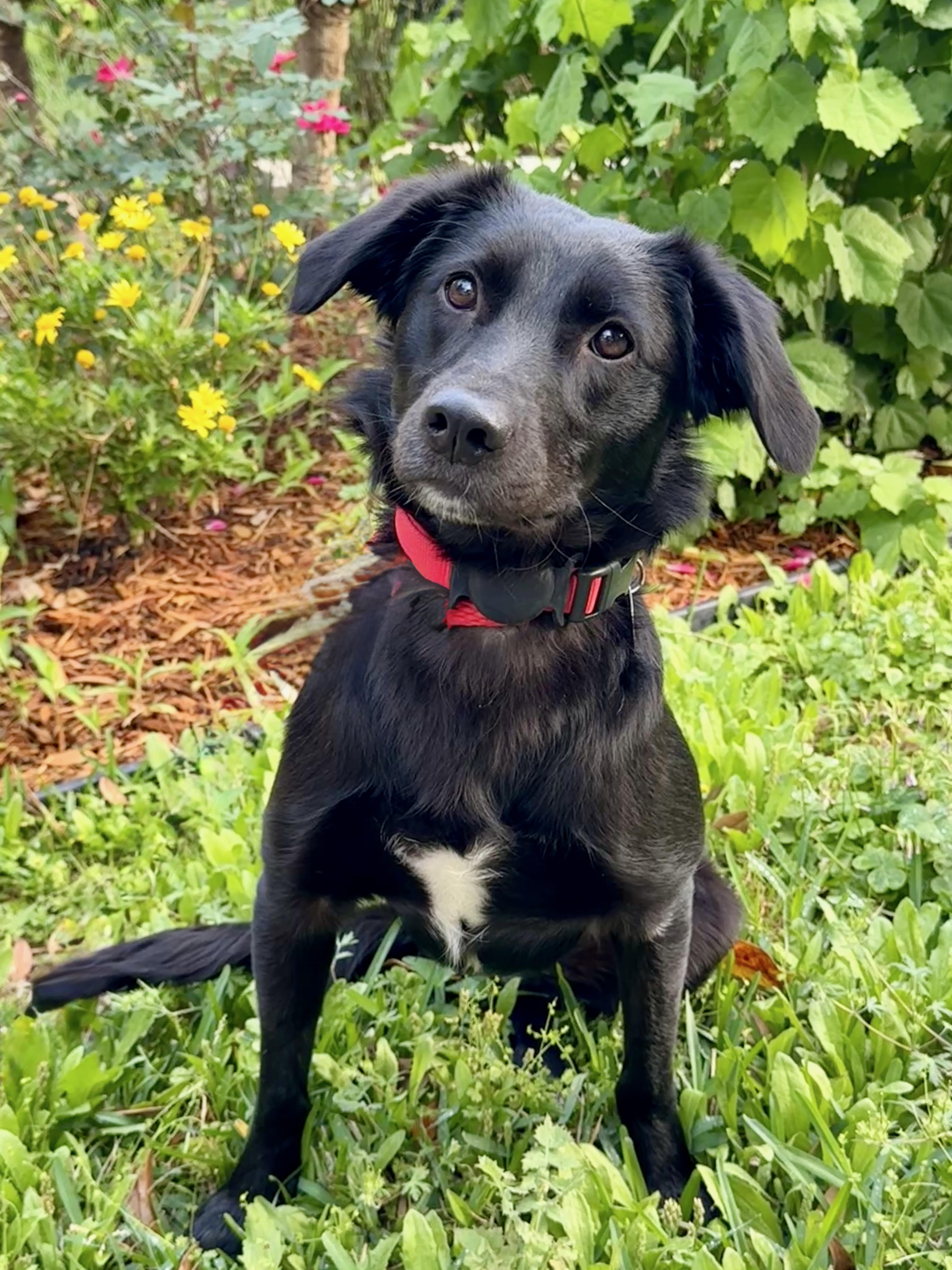 Enlarge Romie, a ADOPTABLE mixed breed in Houston, TX image 4/5