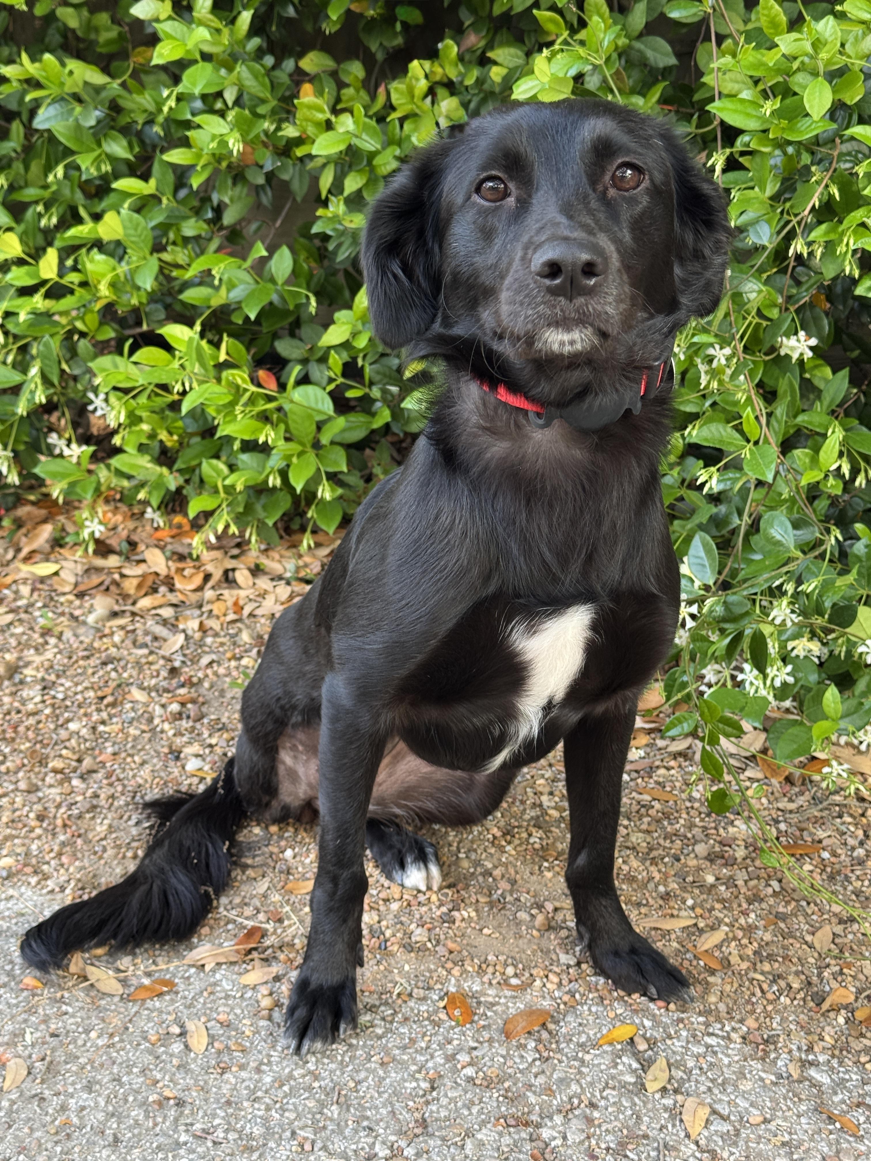 Enlarge Romie, a ADOPTABLE mixed breed in Houston, TX image 3/5