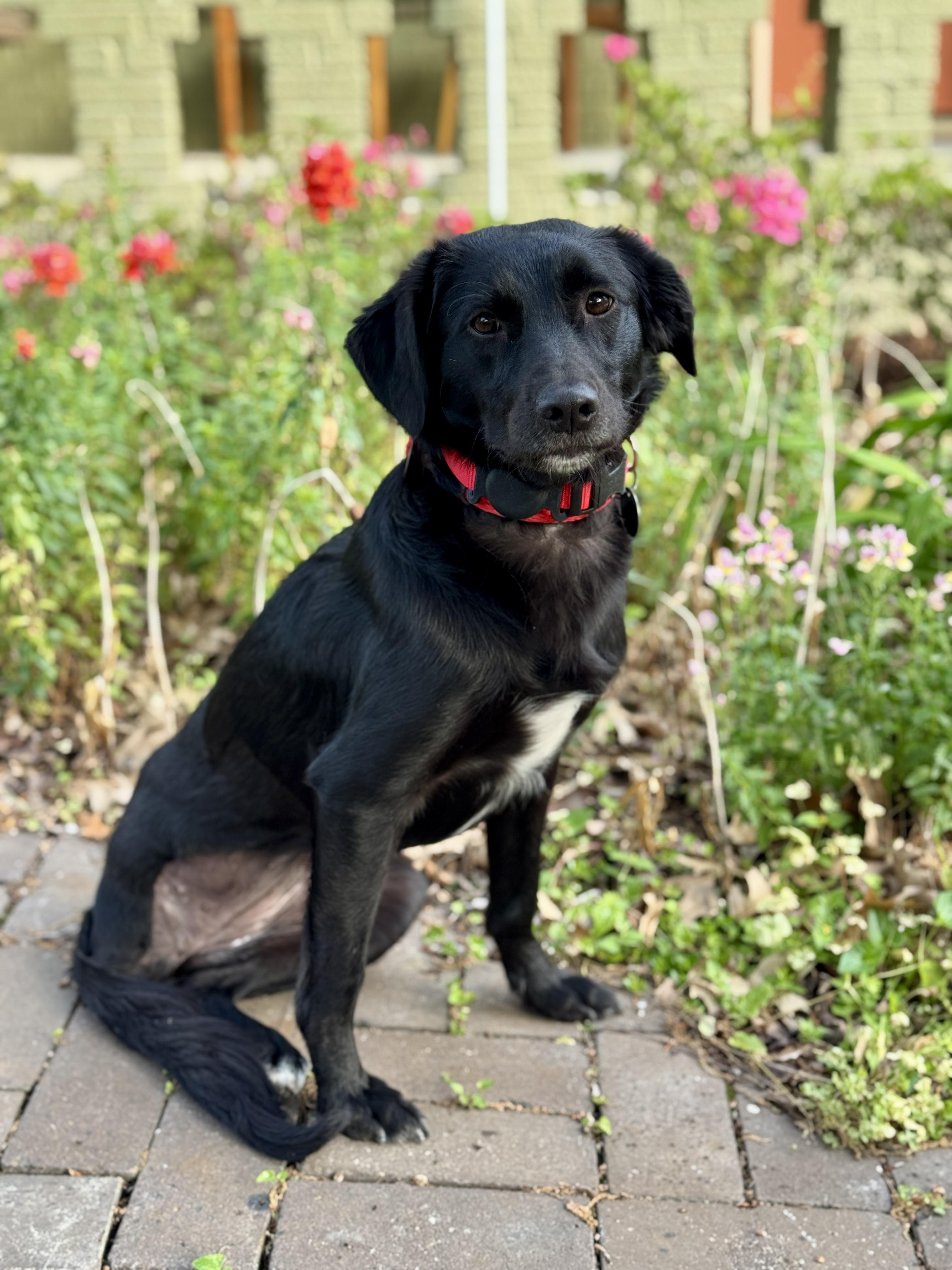 Enlarge Romie, a ADOPTABLE mixed breed in Houston, TX image 5/5