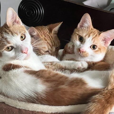 Doritos, Adoptable, Young Male Domestic Short Hair.