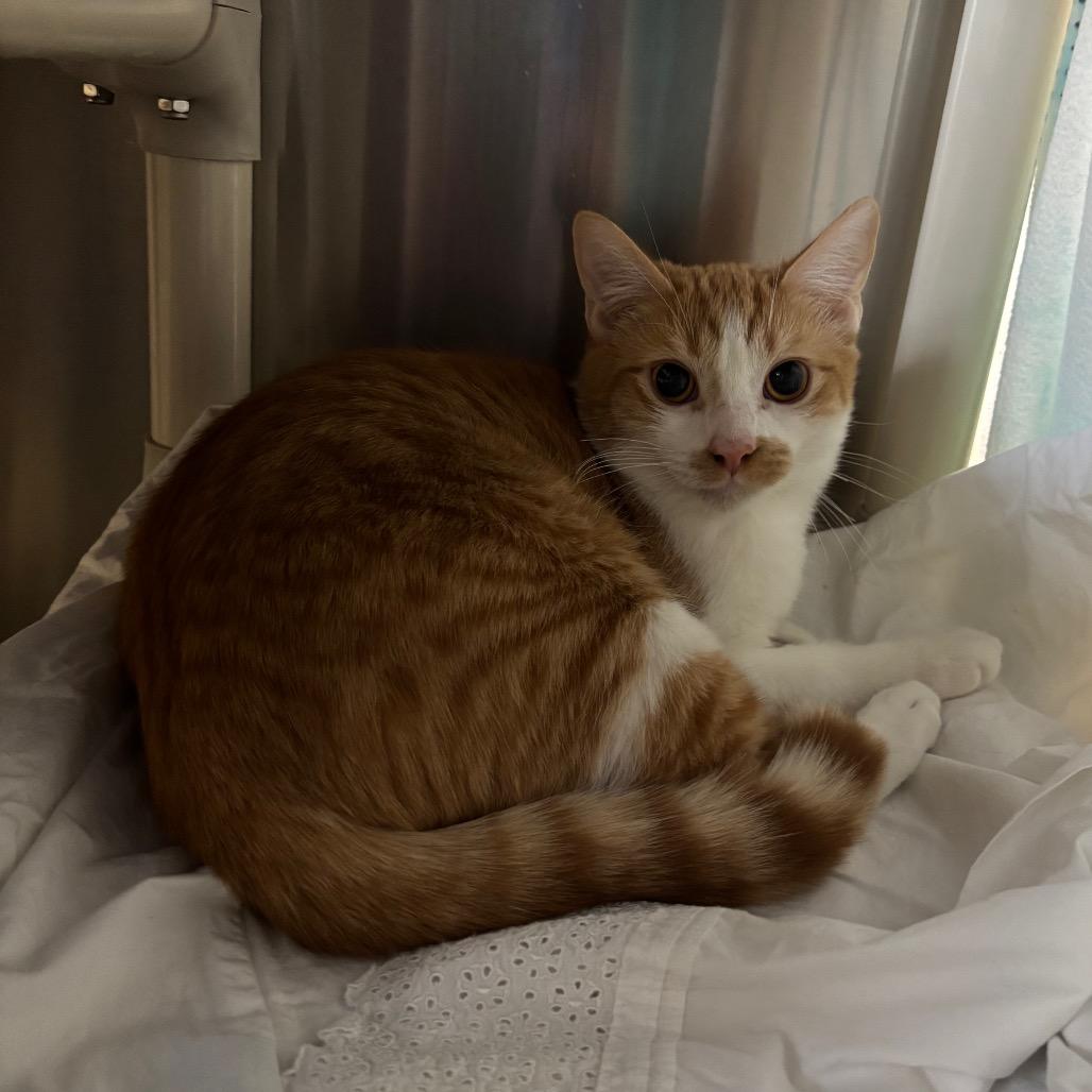 Enlarge Doritos, a Adoptable Domestic Short Hair in Riverside, CA image 2/5