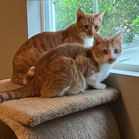 Enlarge Doritos, a Adoptable Domestic Short Hair in Riverside, CA image 4/5