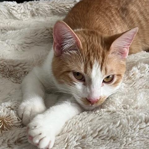 Enlarge Doritos, a Adoptable Domestic Short Hair in Riverside, CA image 5/5