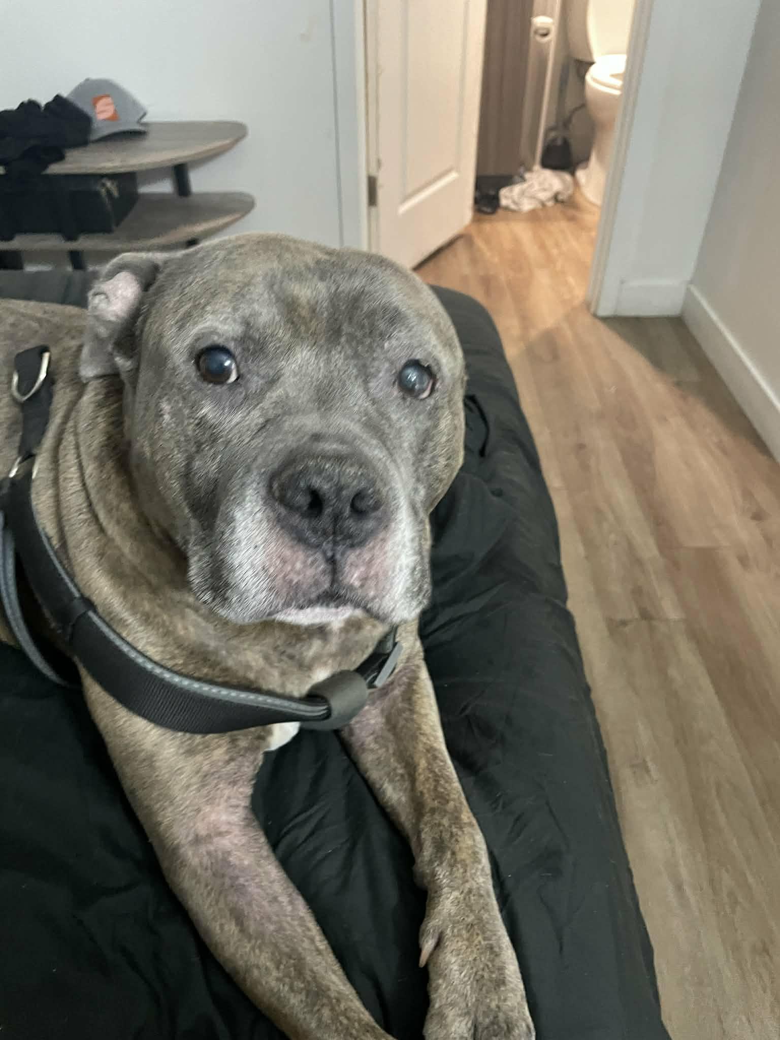 Craig, Adoptable, Senior Male American Staffordshire Terrier.