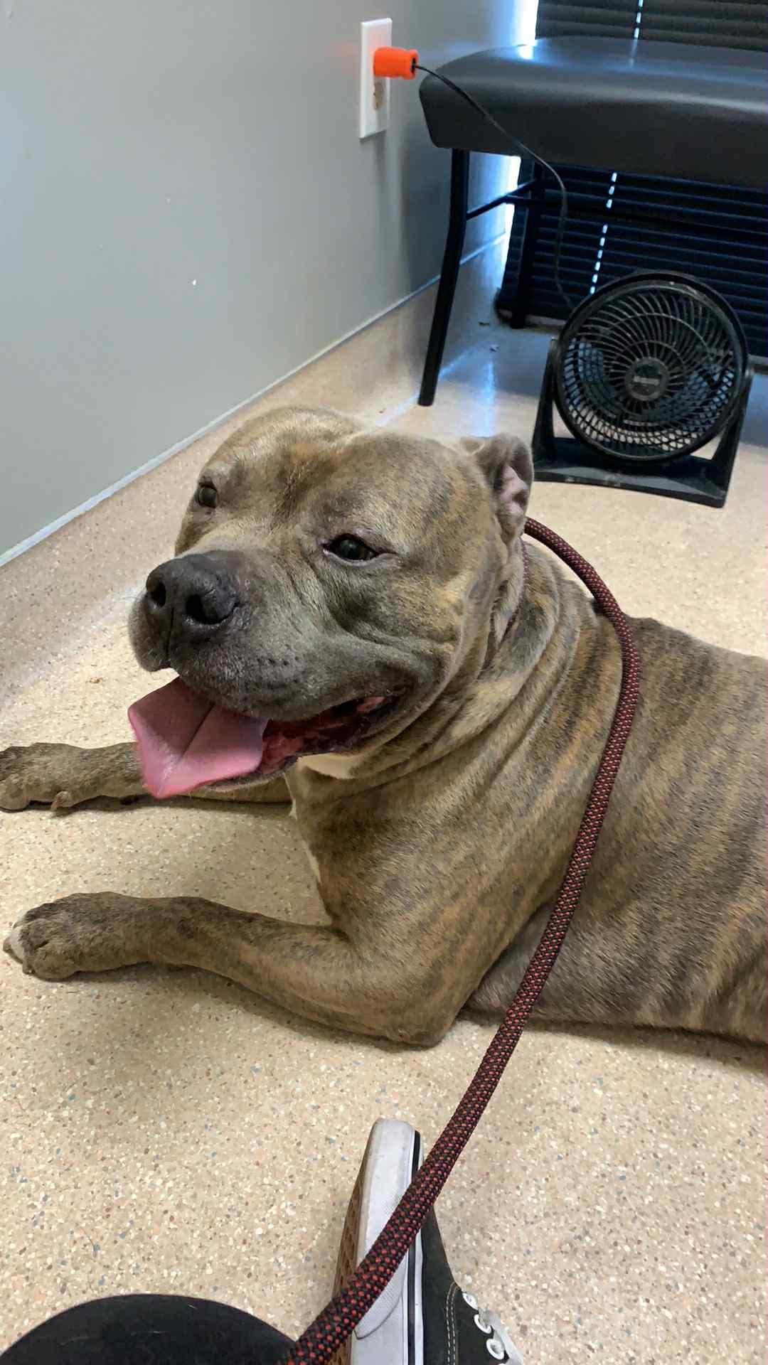 Craig, a Adoptable American Staffordshire Terrier in Phoenix, AZ image 1/2