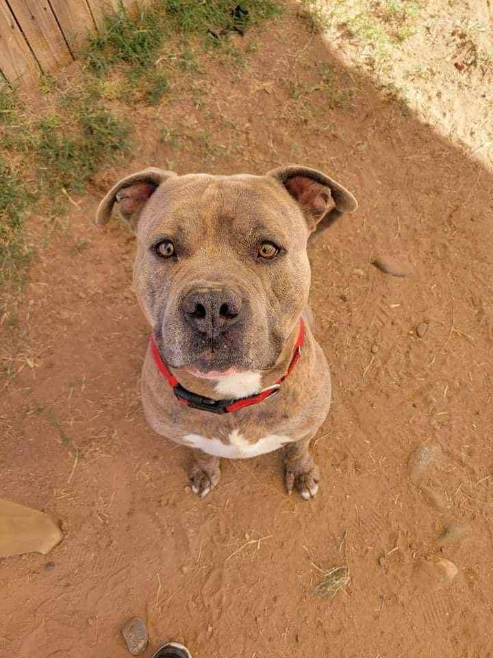 Craig, a Adoptable American Staffordshire Terrier in Phoenix, AZ image 2/2