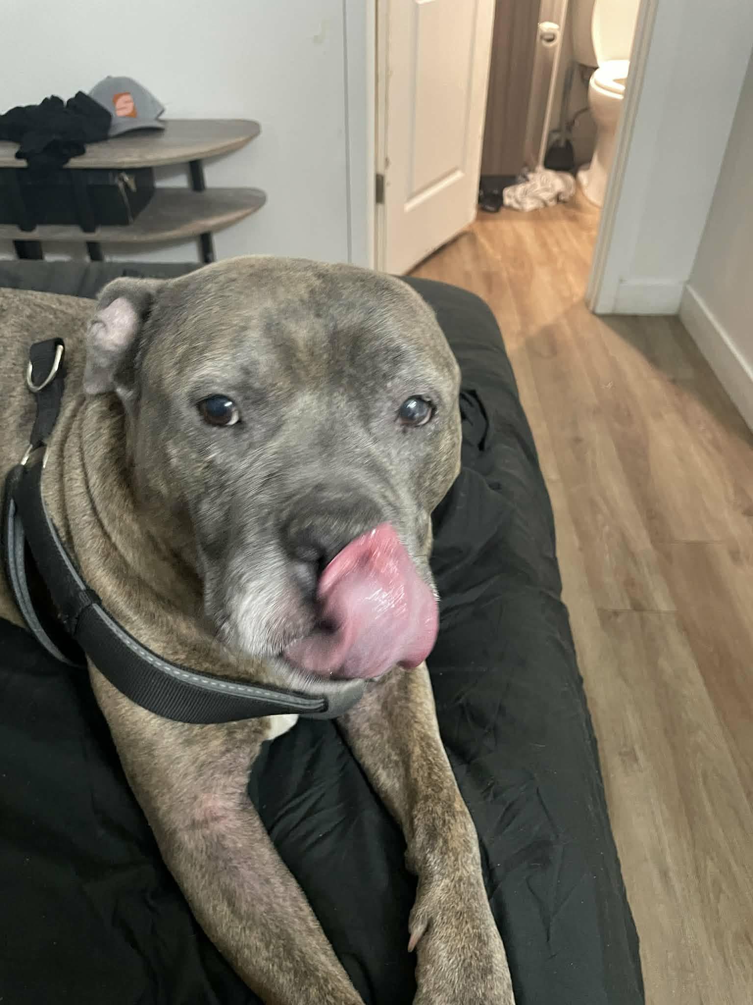 Enlarge Craig, a Adoptable American Staffordshire Terrier in Phoenix, AZ image 3/3