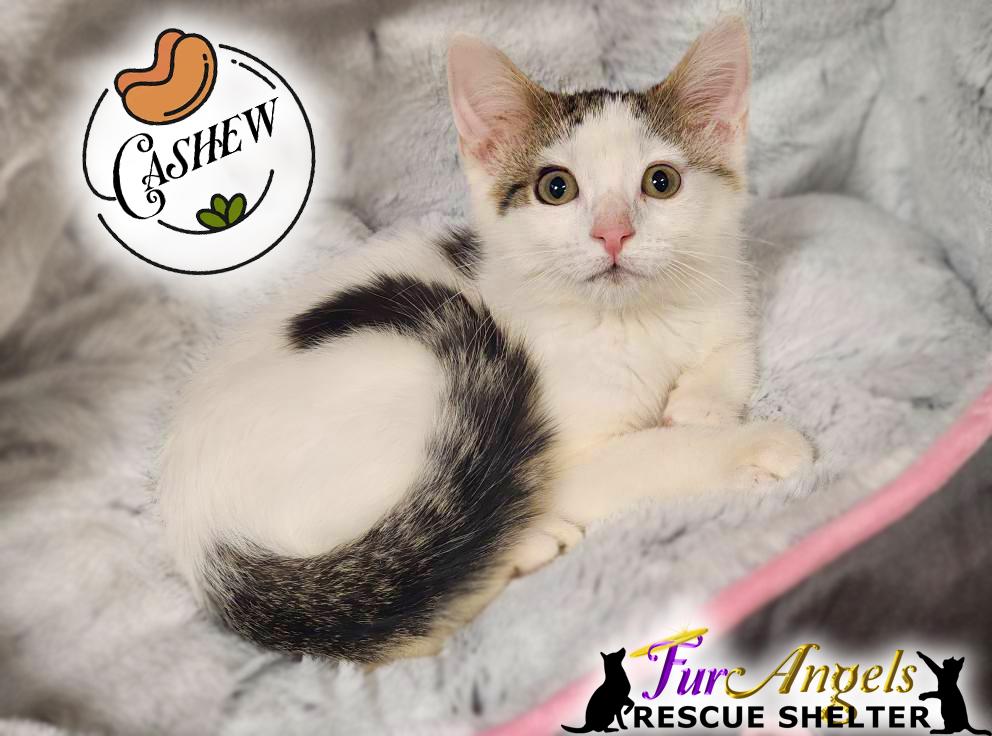 Cashew, Adoptable, Kitten Female Domestic Short Hair.