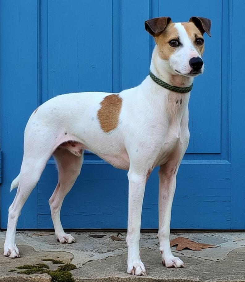 BENJAMIN, a Adoptable Rat Terrier in Brandford, CT image 1/3