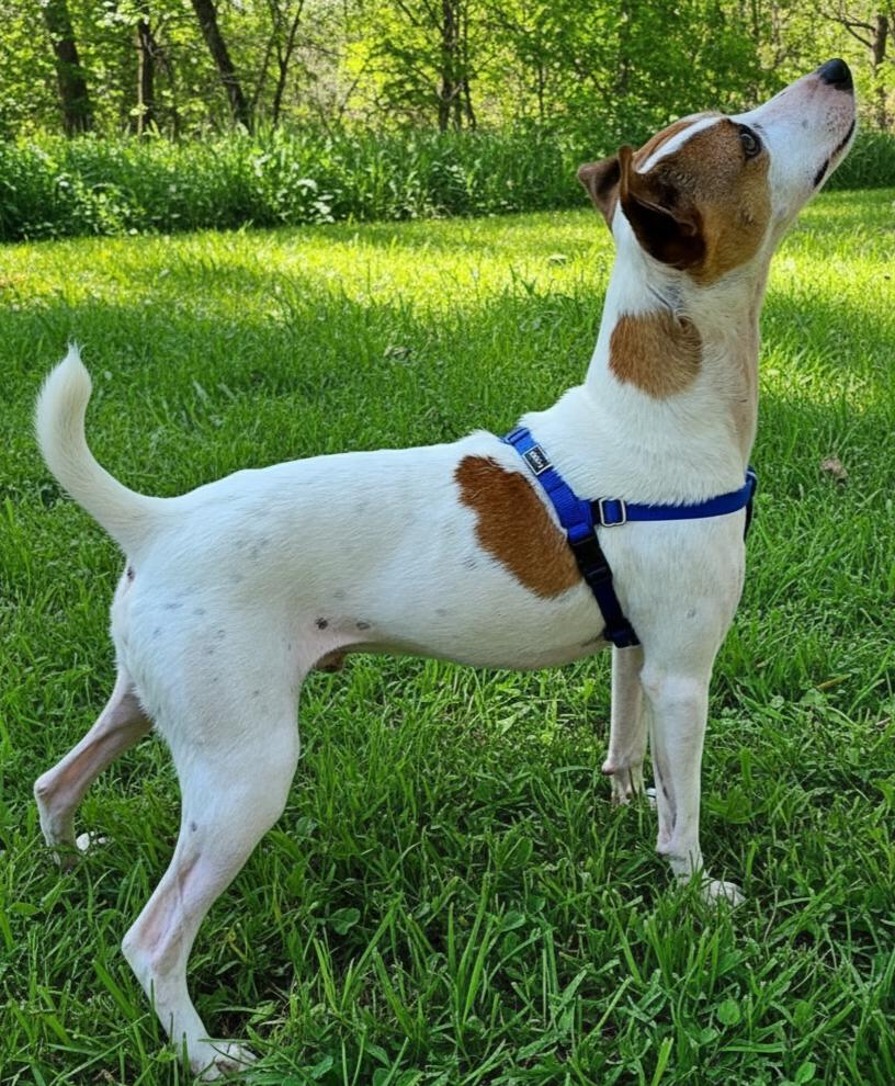 BENJAMIN, a Adoptable Rat Terrier in Brandford, CT image 2/3