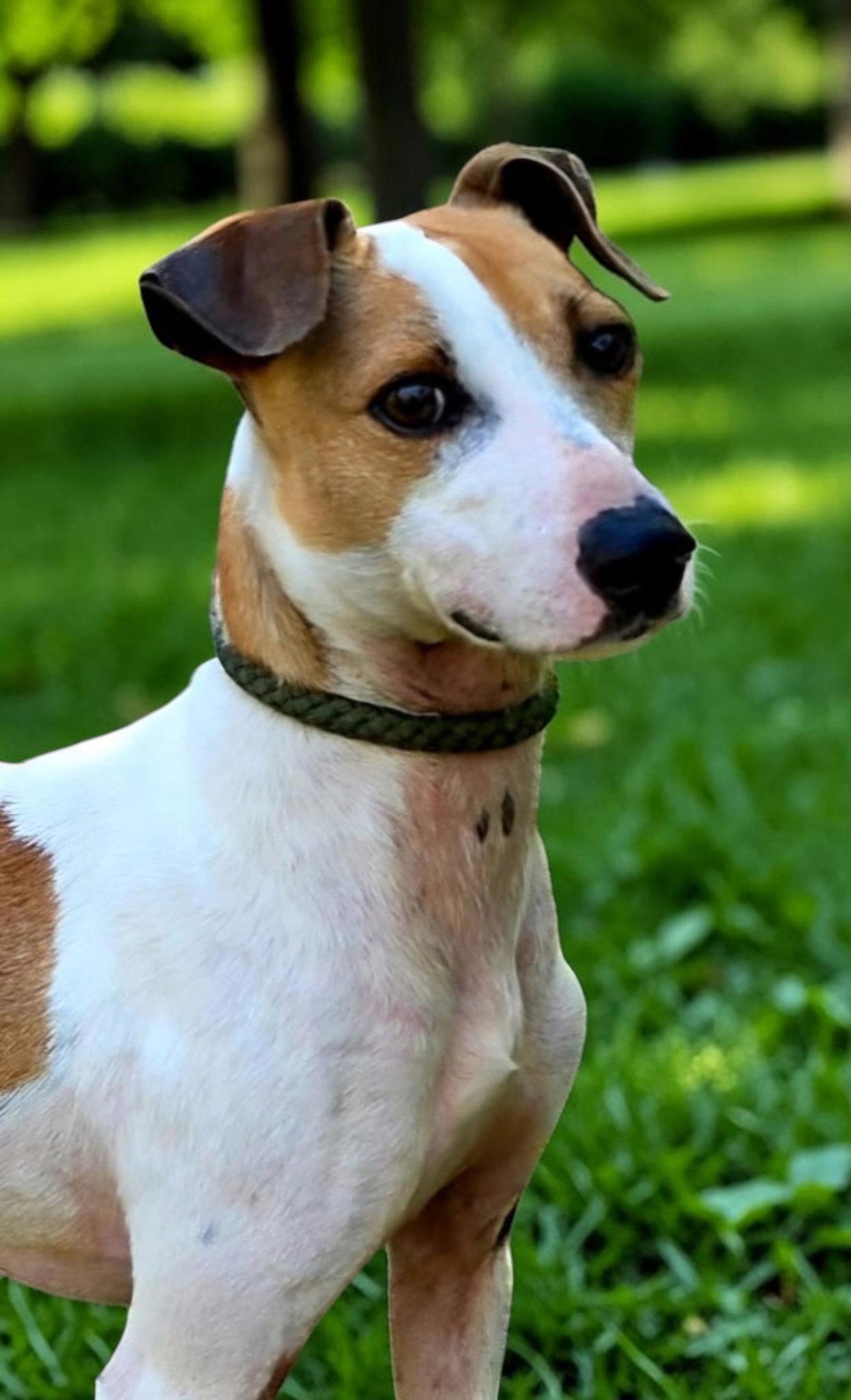 BENJAMIN, a Adoptable Rat Terrier in Brandford, CT image 3/3