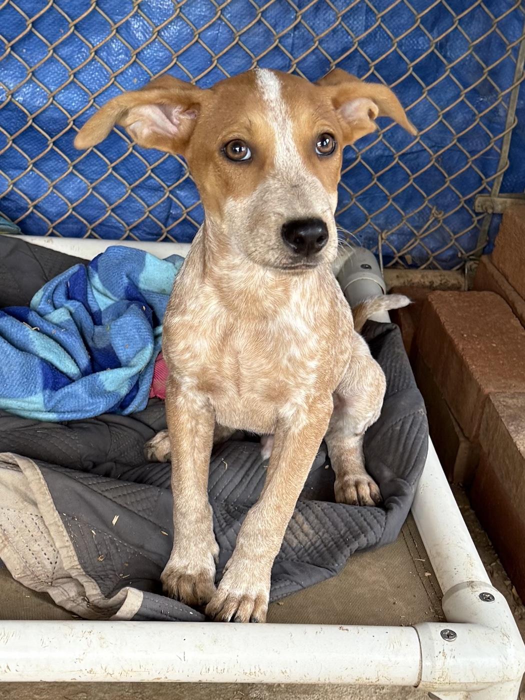 Enlarge Dexter, a Adoptable mixed breed in Bedford, VA image 2/3