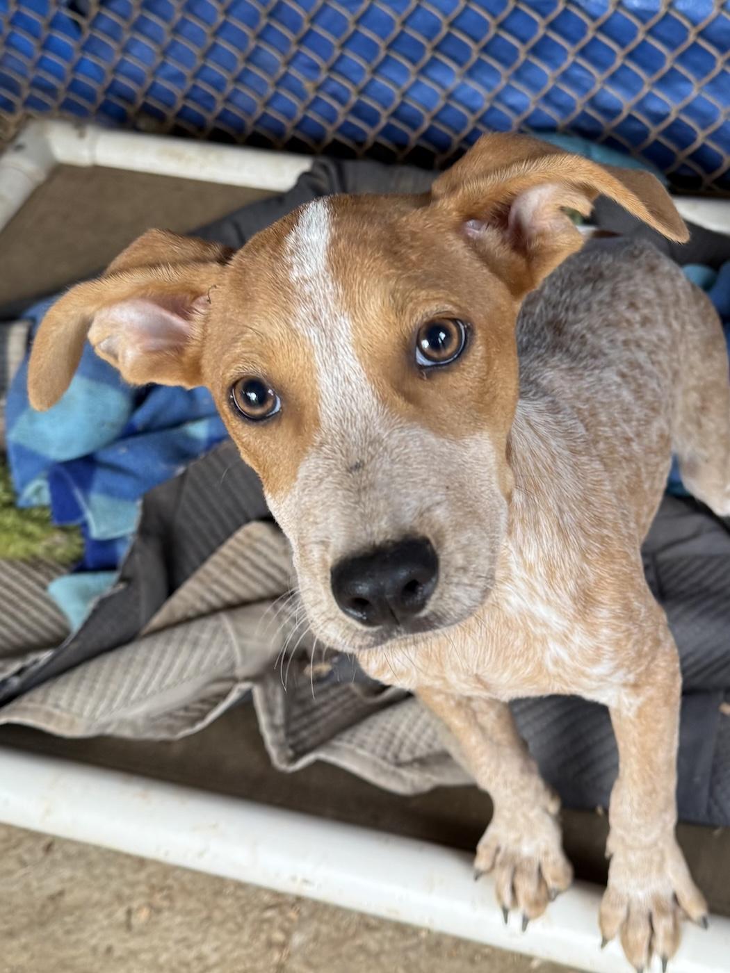 Dexter, Adoptable, Puppy Male Australian Cattle Dog / Blue Heeler & Hound.