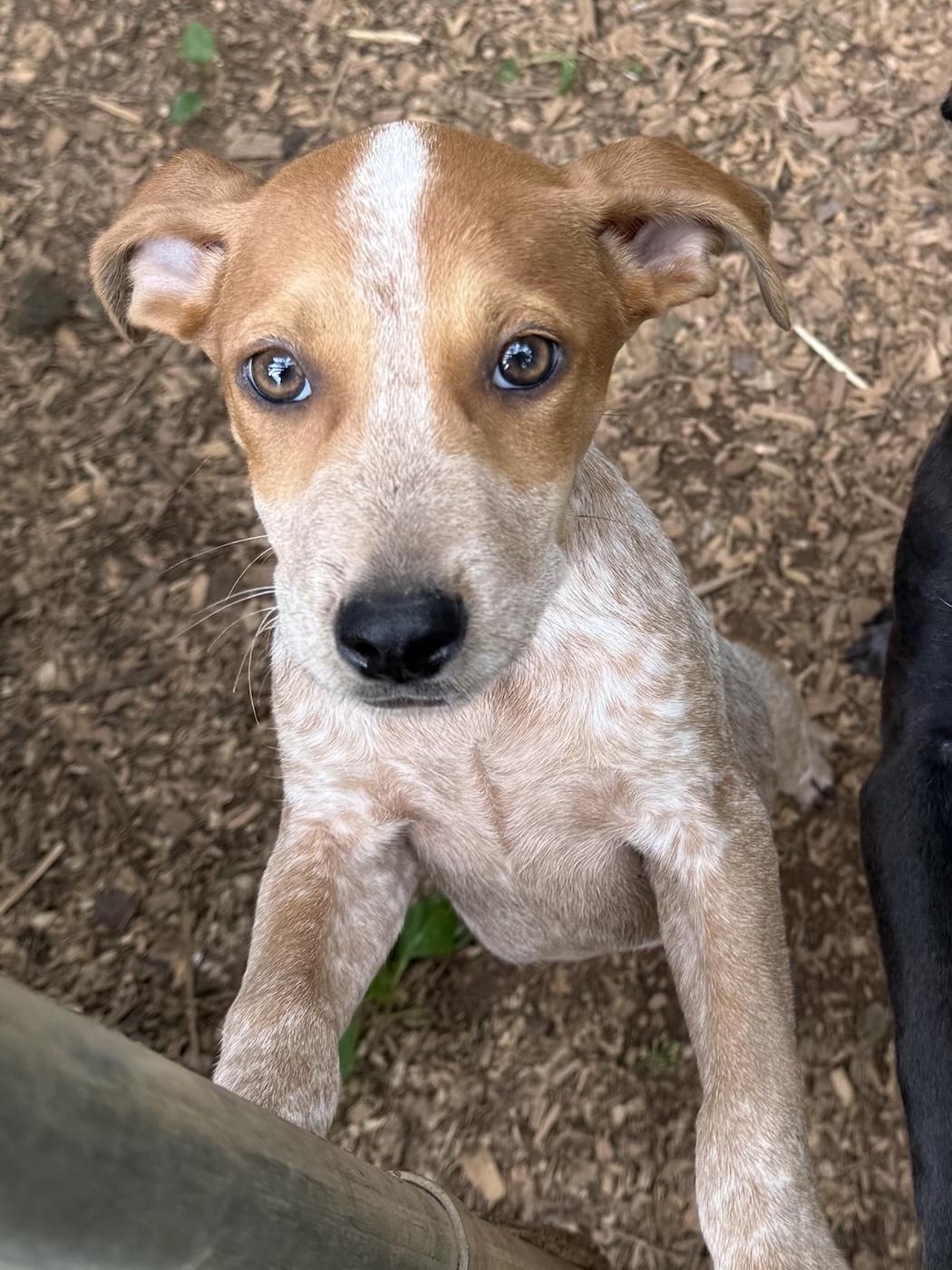 Enlarge Dexter, a Adoptable mixed breed in Bedford, VA image 3/3