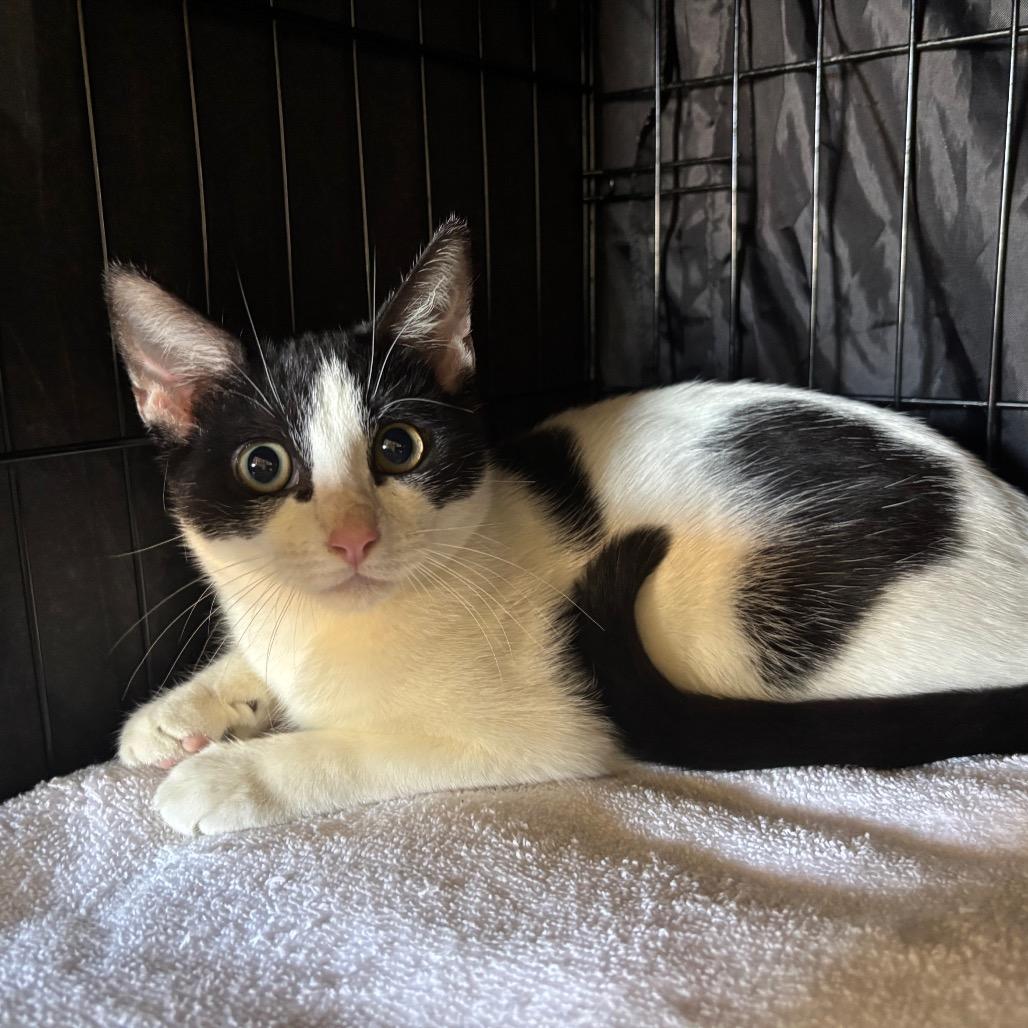 Enlarge Cuddles, a Adoptable Domestic Short Hair in Fredericksburg, TX image 1/4