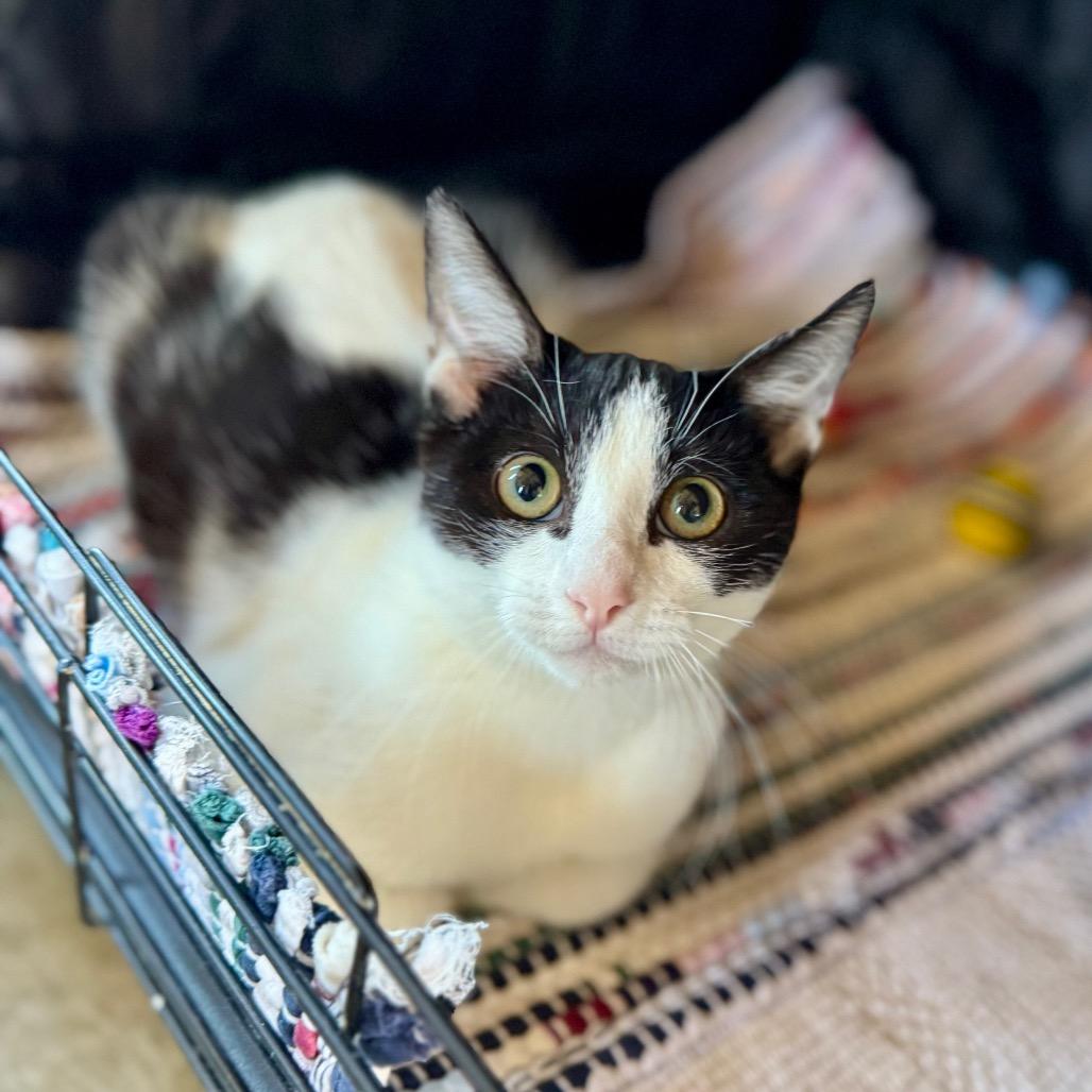 Enlarge Cuddles, a Adoptable Domestic Short Hair in Fredericksburg, TX image 2/4