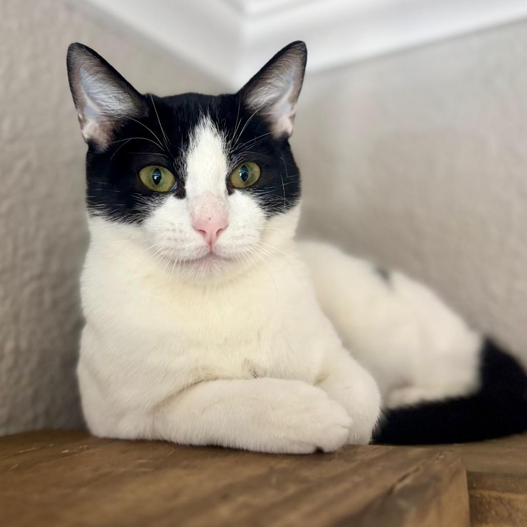 Enlarge Cuddles, a Adoptable Domestic Short Hair in Fredericksburg, TX image 3/4