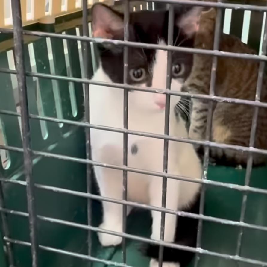 Enlarge Cuddles, a Adoptable Domestic Short Hair in Fredericksburg, TX image 4/4