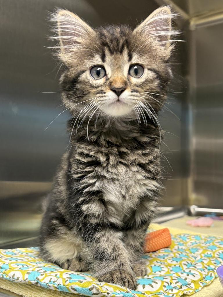 Snow Cone, Adopted, Kitten Male Domestic Long Hair.
