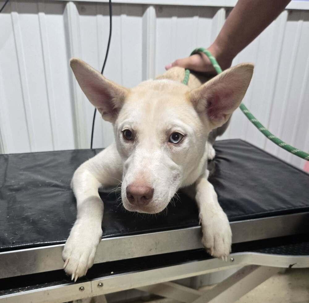 Enlarge Helga, a Adoptable Husky in Waverly, OH image 1/1