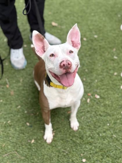 Enlarge Adele, a Adoptable mixed breed in North Miami Beach, FL image 1/3