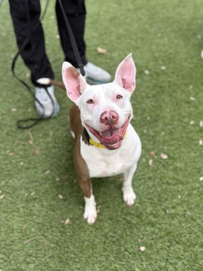 Enlarge Adele, a Adoptable mixed breed in North Miami Beach, FL image 2/3