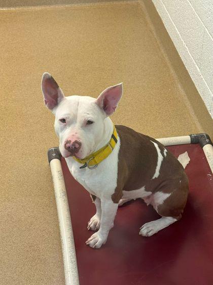 Enlarge Adele, a Adoptable mixed breed in North Miami Beach, FL image 3/3