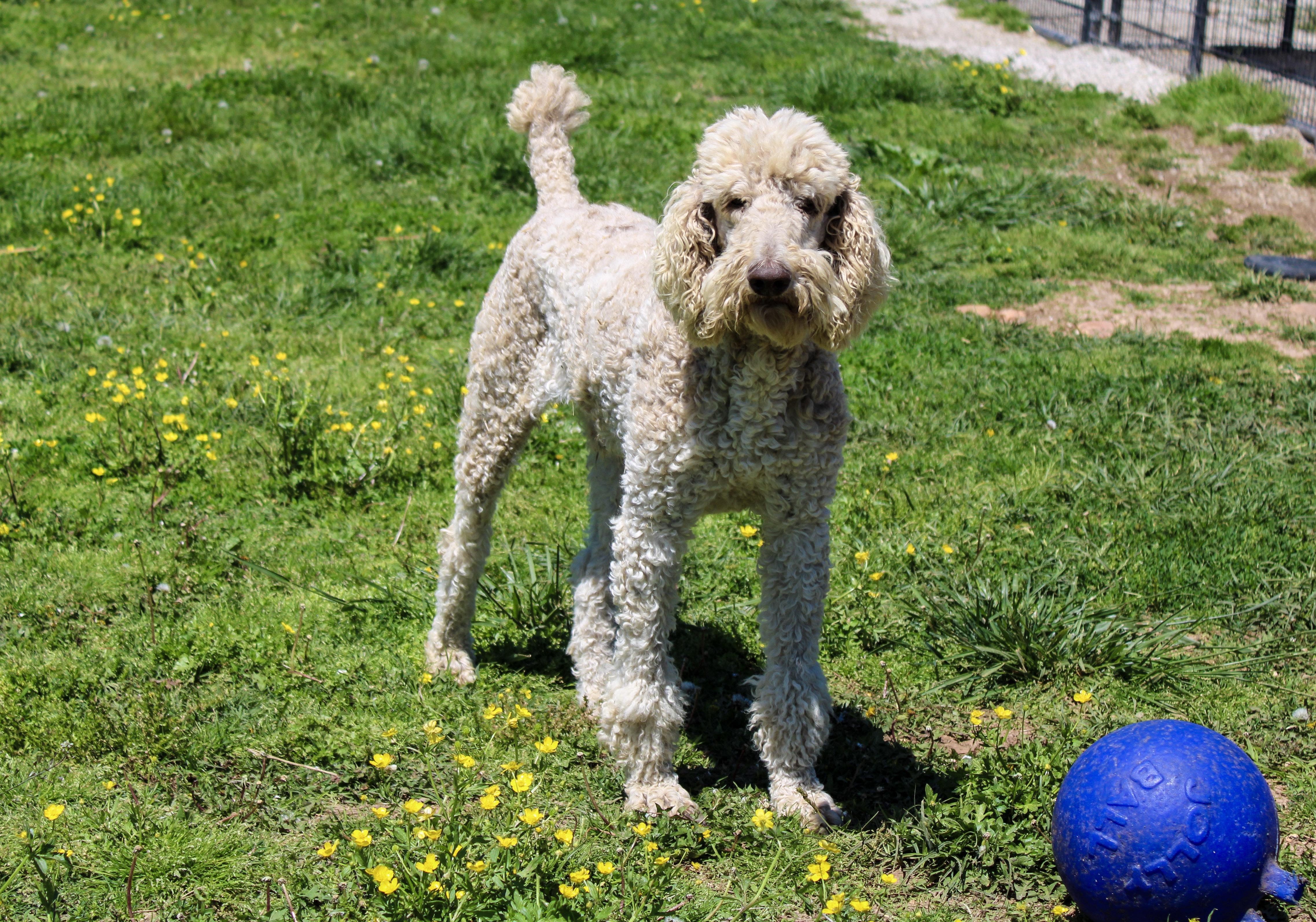 Bruno, ADOPTABLE, Adult Male Standard Poodle.