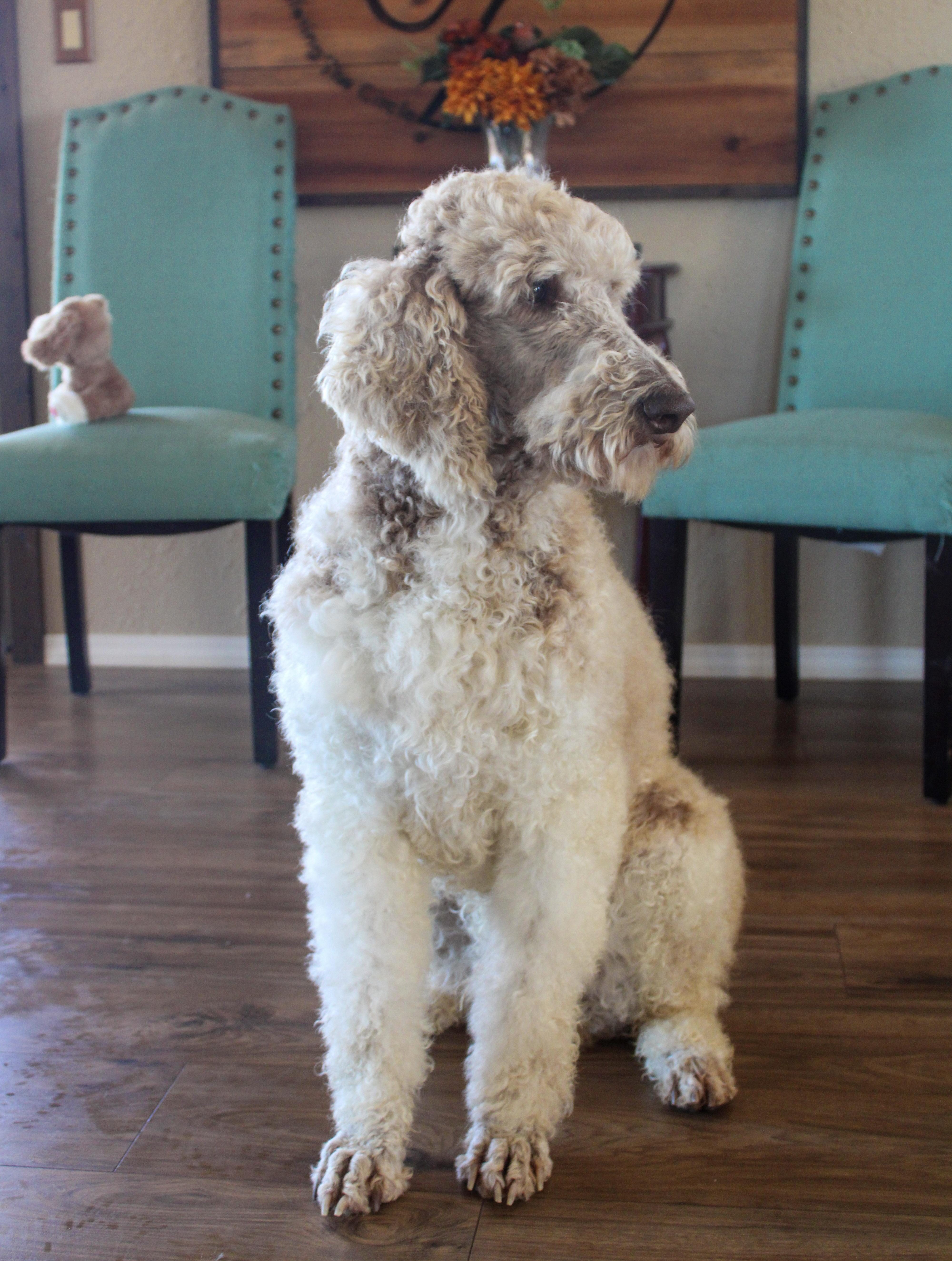 Enlarge Bruno, a ADOPTABLE Standard Poodle in Neosho, MO image 3/3
