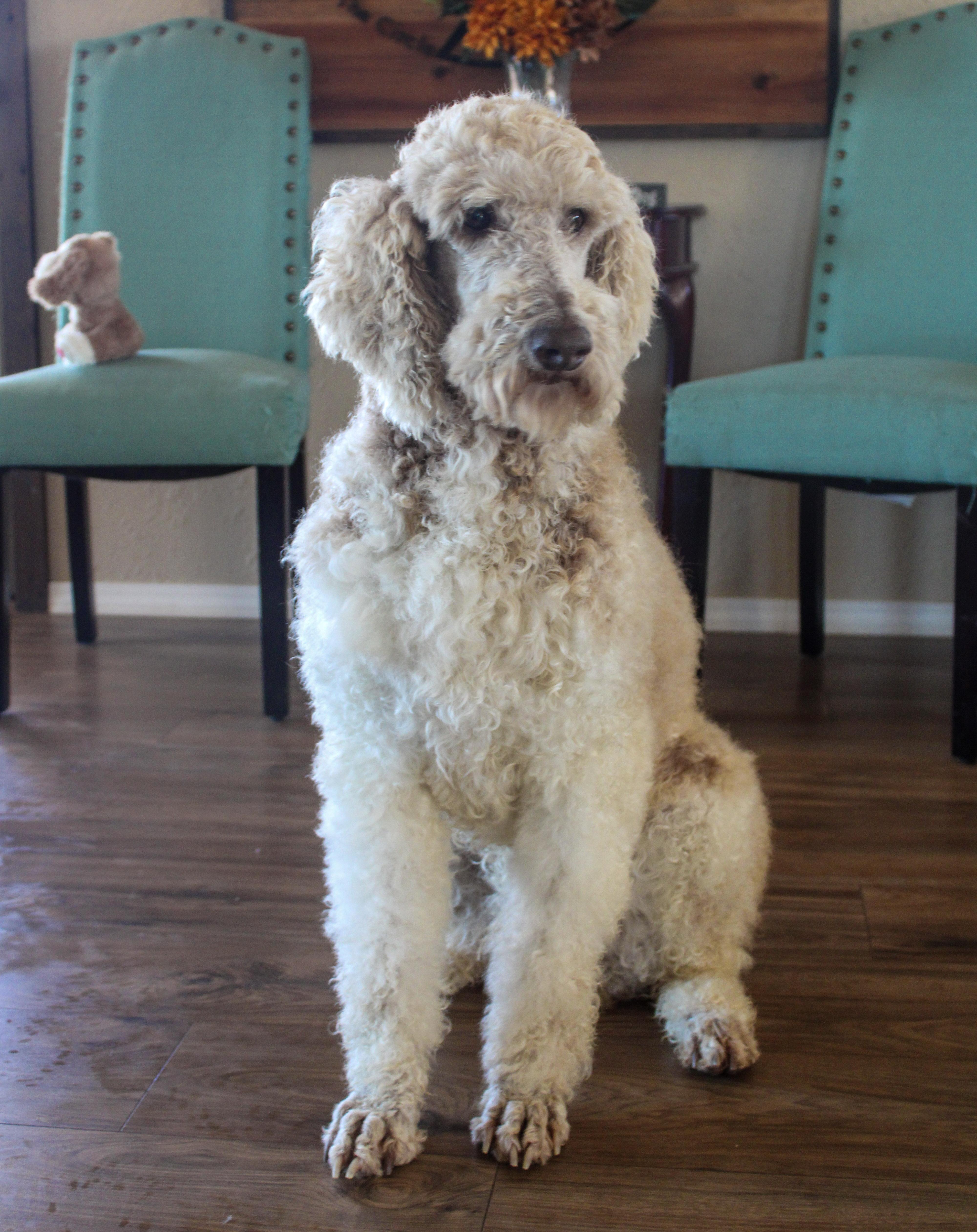 Enlarge Bruno, a ADOPTABLE Standard Poodle in Neosho, MO image 1/3