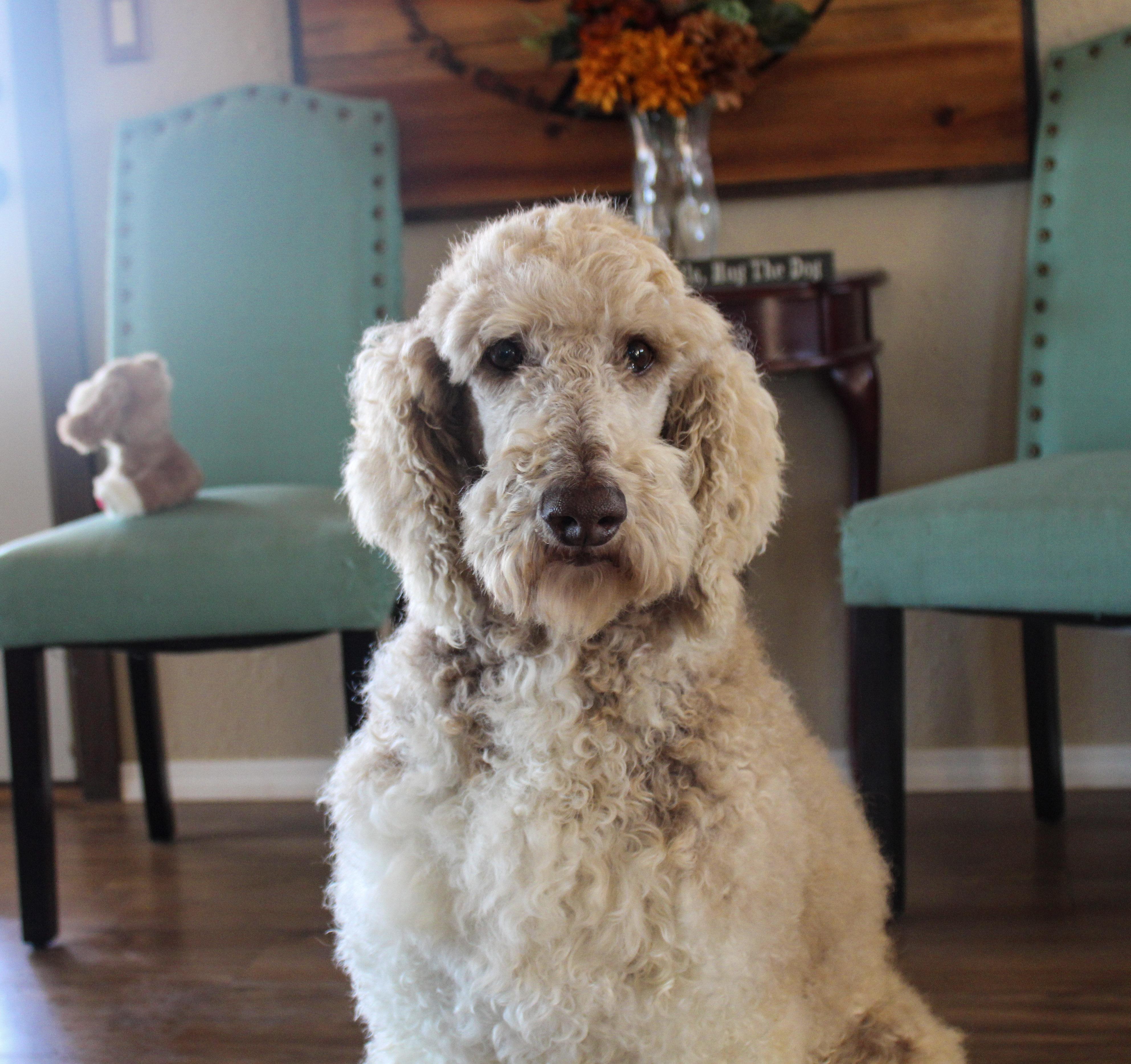 Enlarge Bruno, a ADOPTABLE Standard Poodle in Neosho, MO image 2/3